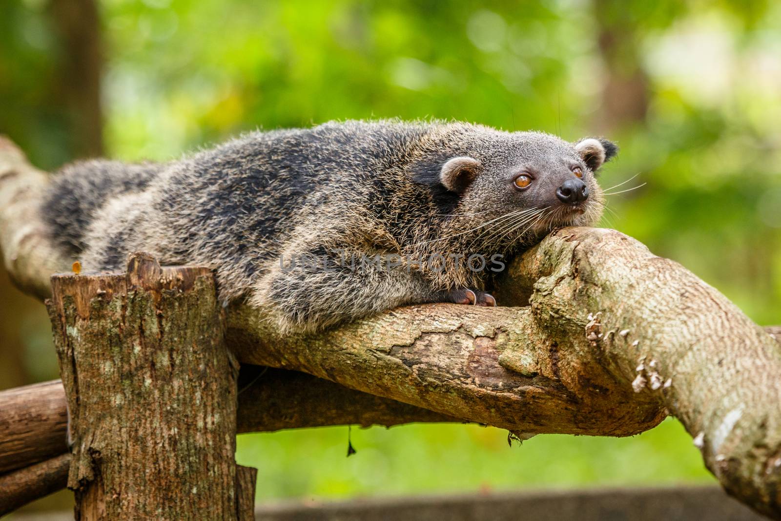 Lazy binturong or philipino bearcat relaxing on the tree, Palawa by ambeon