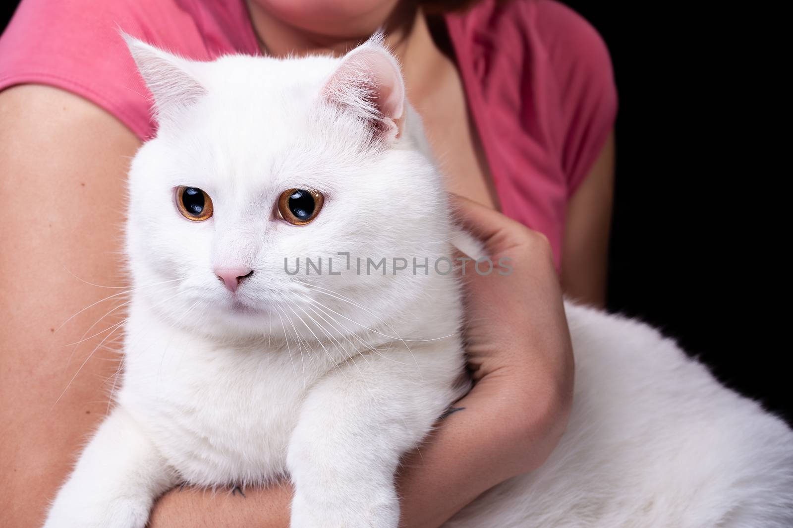 beautiful big white cat hold in arms on an isolated black background