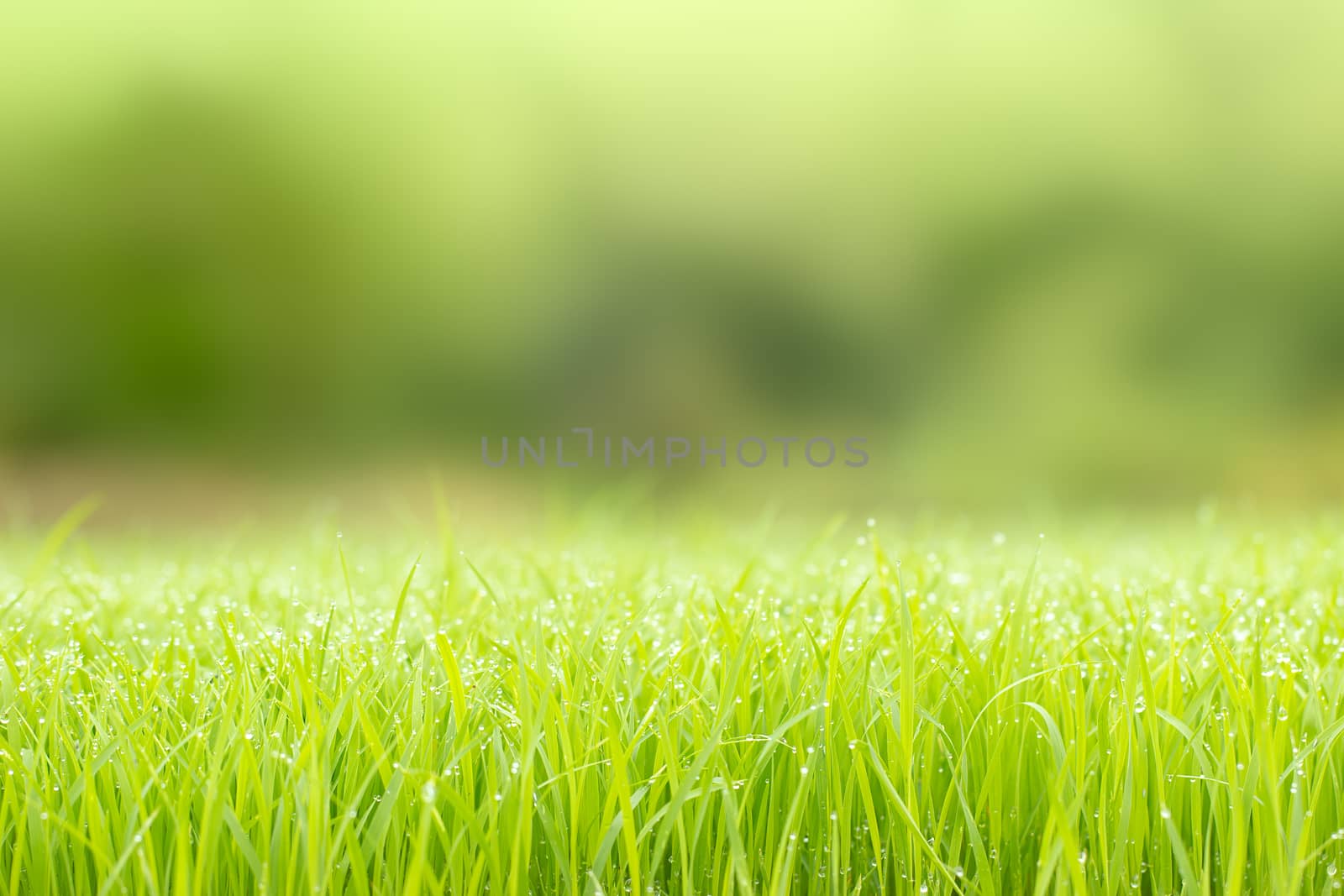 Drops of water dew on the leaves of rice seedlings and gold sunlight in the morning. Closeup and copy space on the top. Concept of the organic farm. The sprout of rice plants in farmer's plantation.