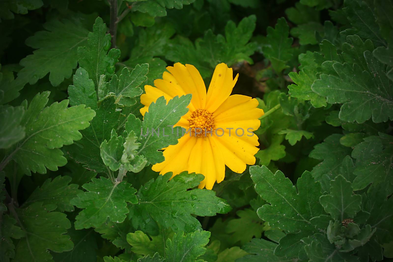 Yellow daisies in the summer garden by VIPDesignUSA