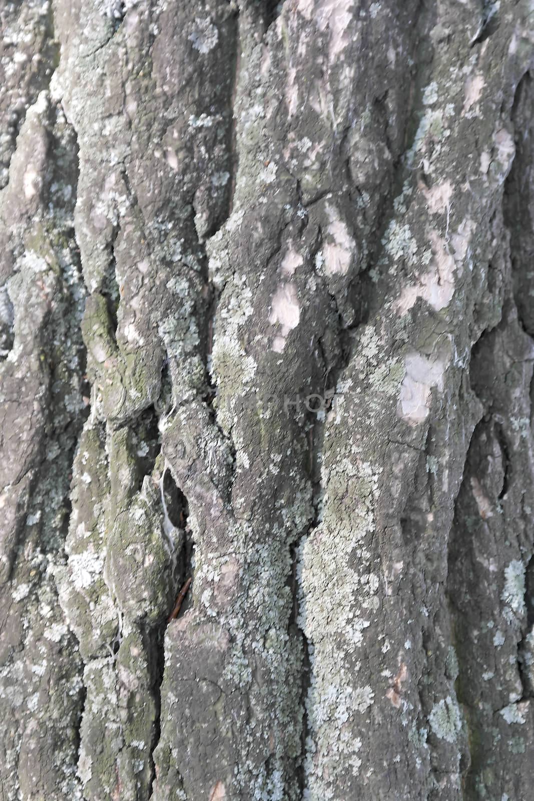 Texture of bark, old tree by sergpet