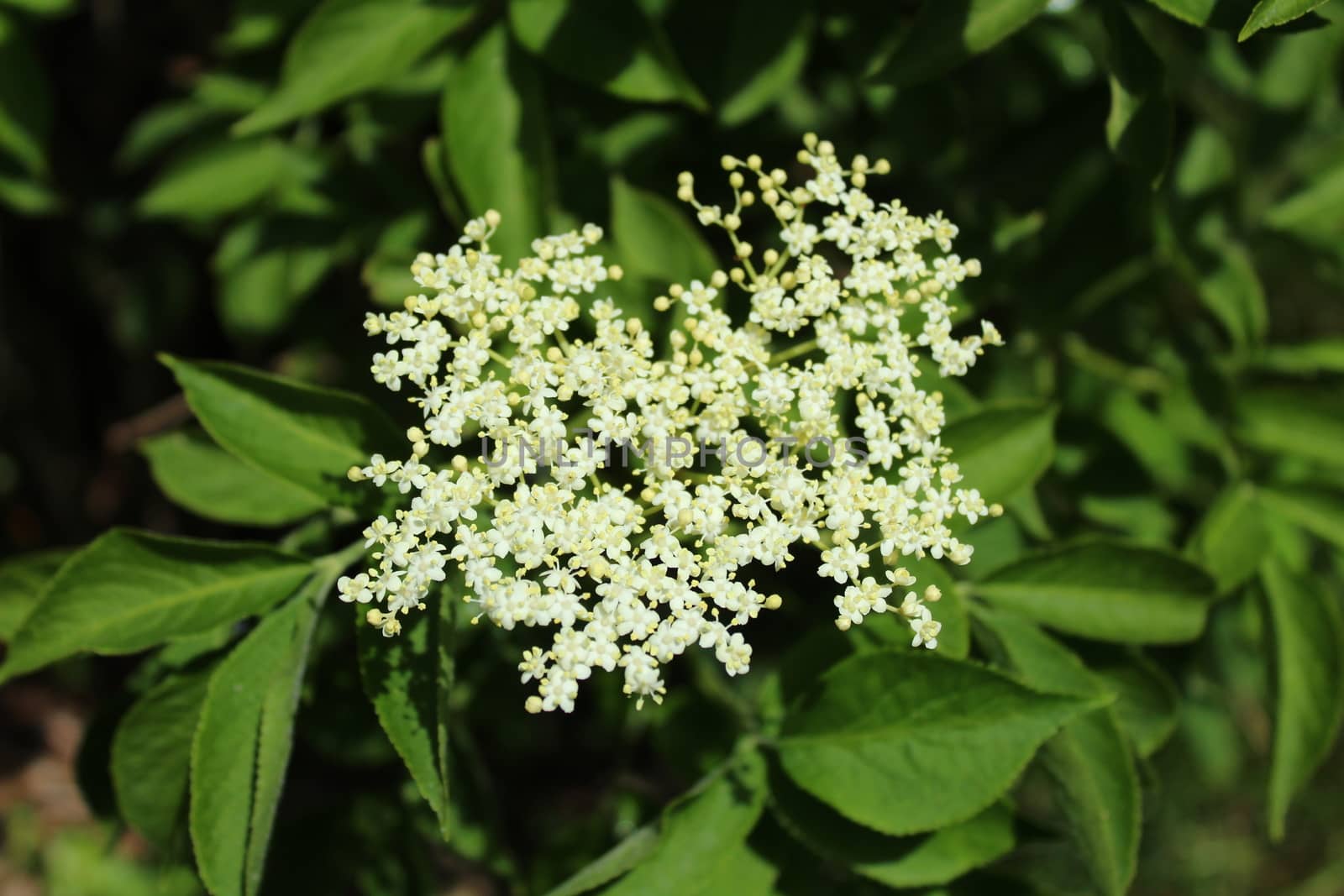 The picture shows elder with blossoms in the spring