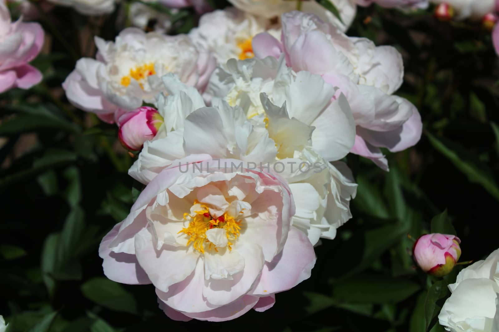 white peony in the garden by martina_unbehauen