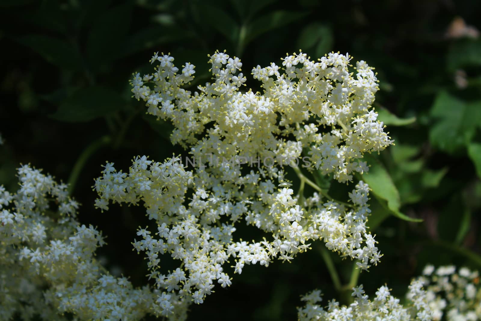 The picture shows elder with blossoms in the spring