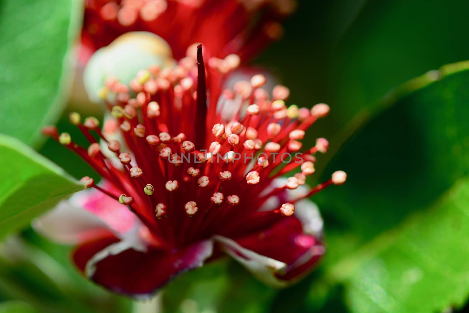 Close-up photo of feijoa flowers, selective focus. Feijoa (Acca sellowiana) is a species of flowering plant in the myrtle family, native to the highlands of southern Brazil. Pollinated by birds. by Marshalkina
