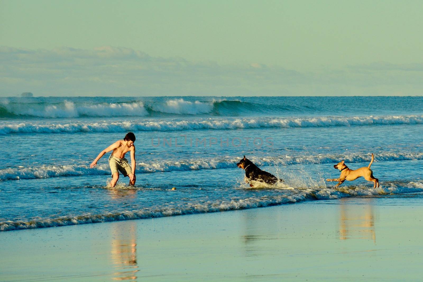 Holidays at the sea; winter time in New Zealand; wonderful pastime at the seashore; man and dogs
