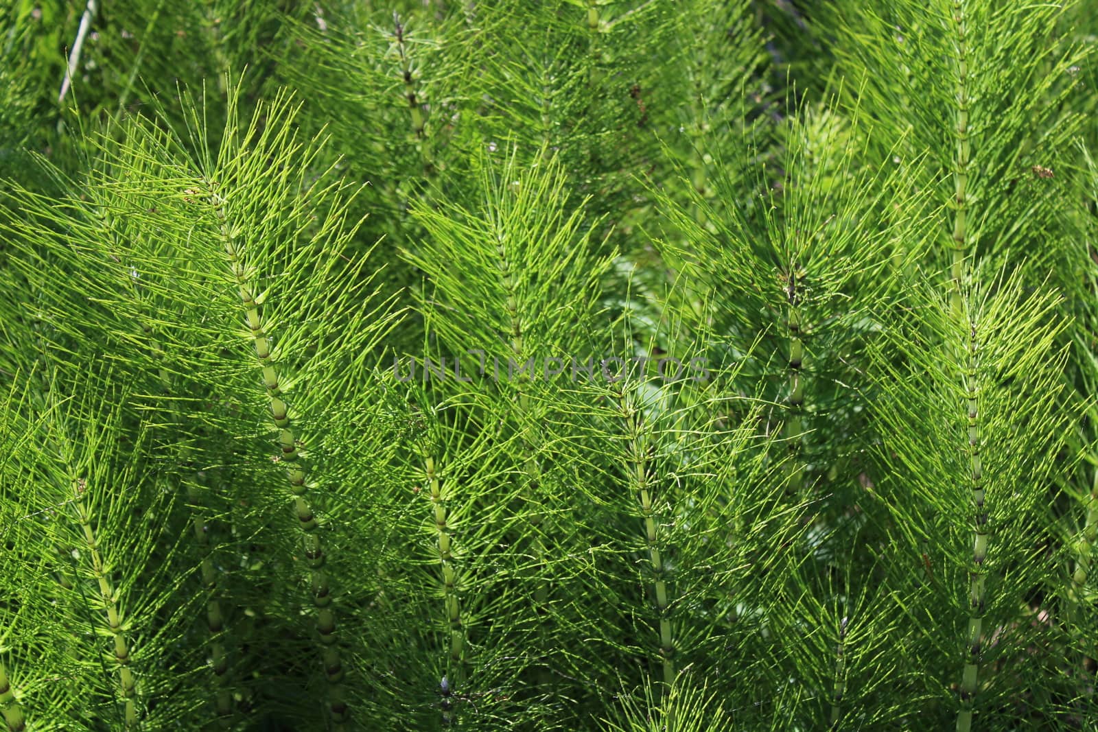 field of horsetails in the forest by martina_unbehauen