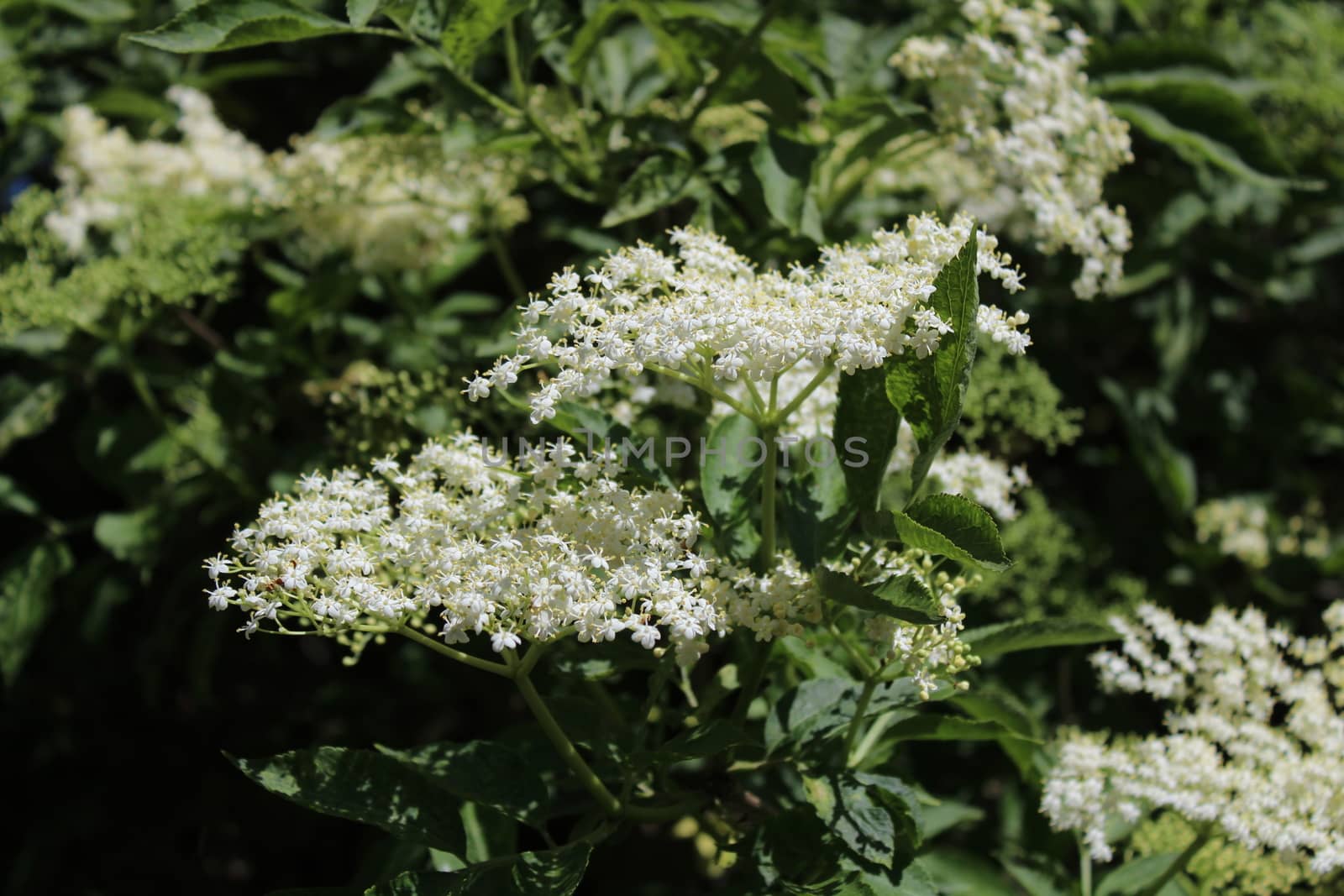 elder with blossoms in the spring by martina_unbehauen