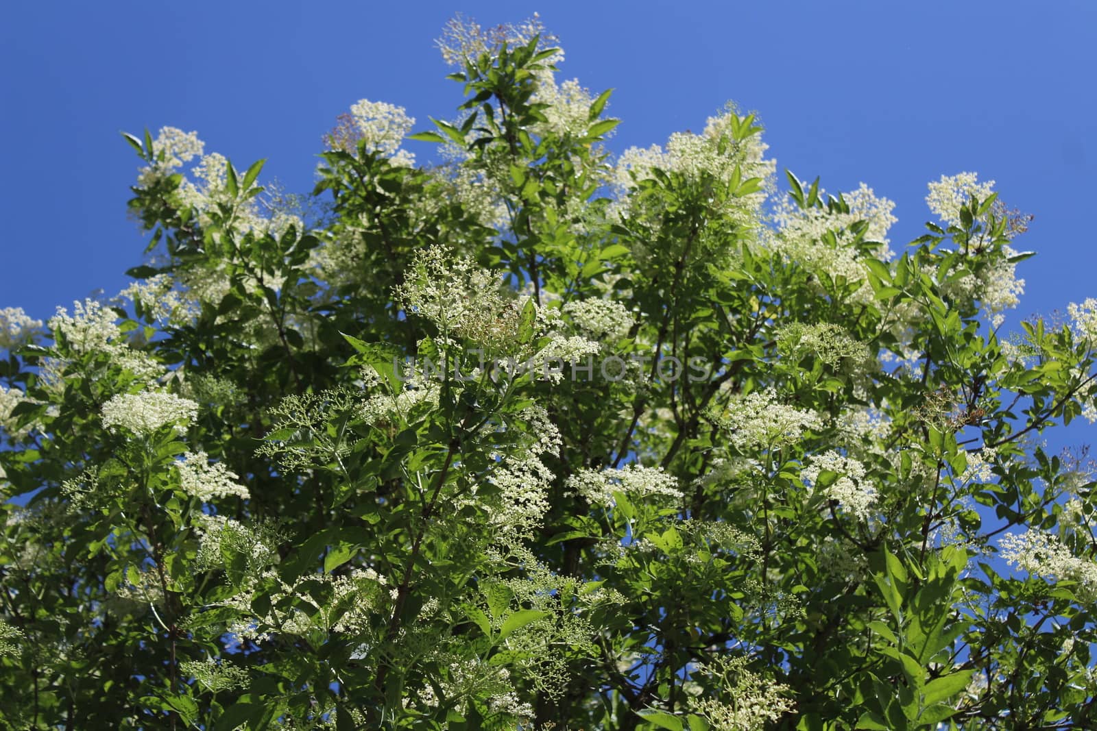The picture shows elder with blossoms in the spring