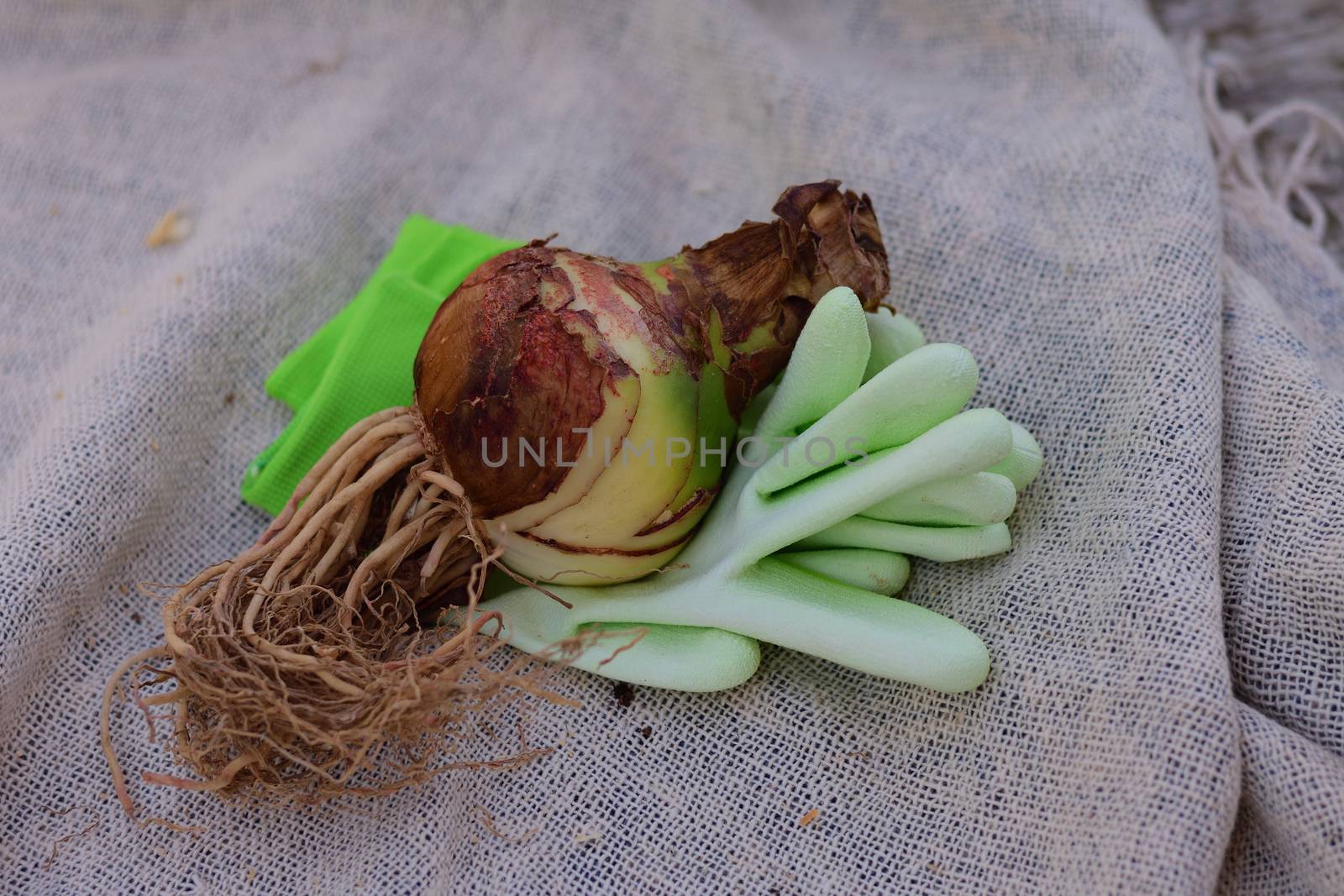 premium quality Amaryllis (Hippeastrum) bulb and garden accessories