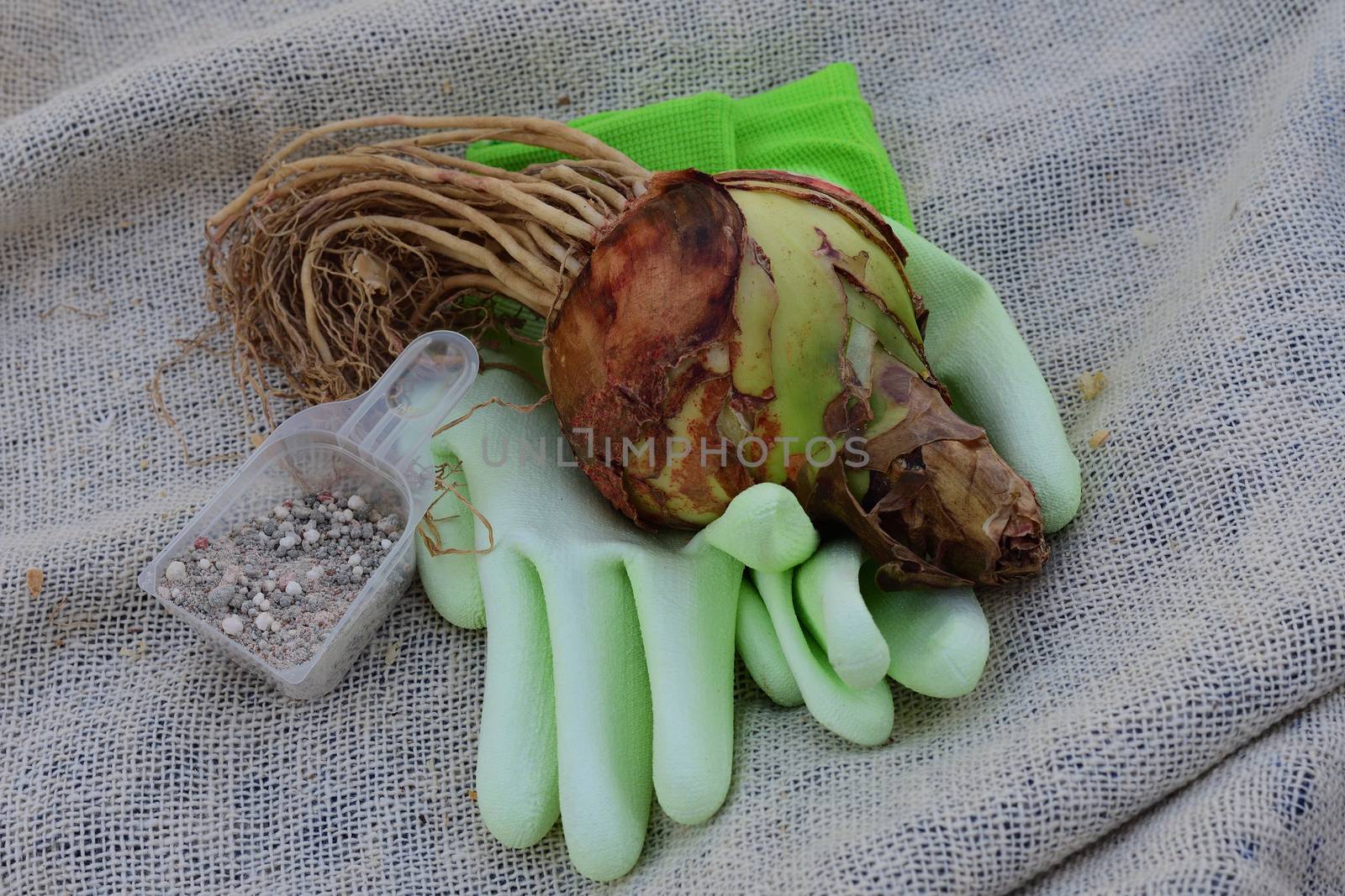 A close-up photo of a premium quality Amaryllis (Hippeastrum) bulb, ready to be planted; garden gloves and a scoop of bulb fertilizer by Marshalkina