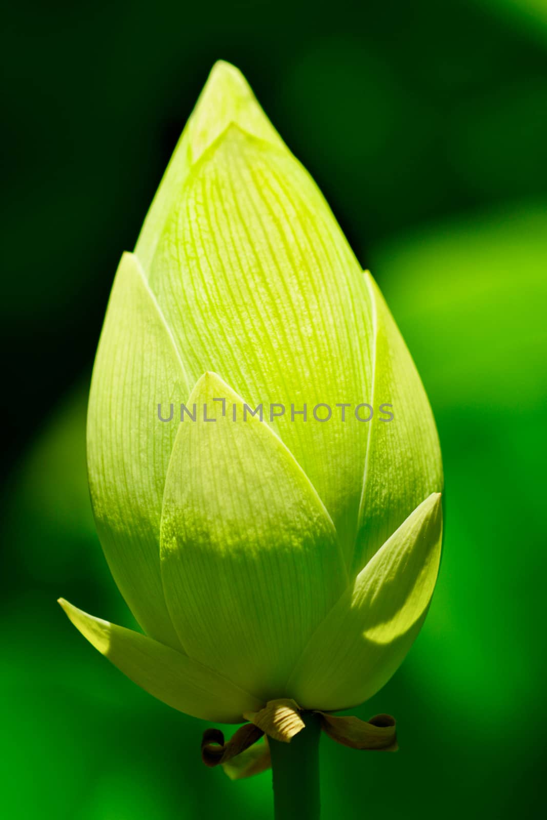 close-up photo of a flower; beautiful flowers, being close to nature, bringing nature close to you, Lotus flower