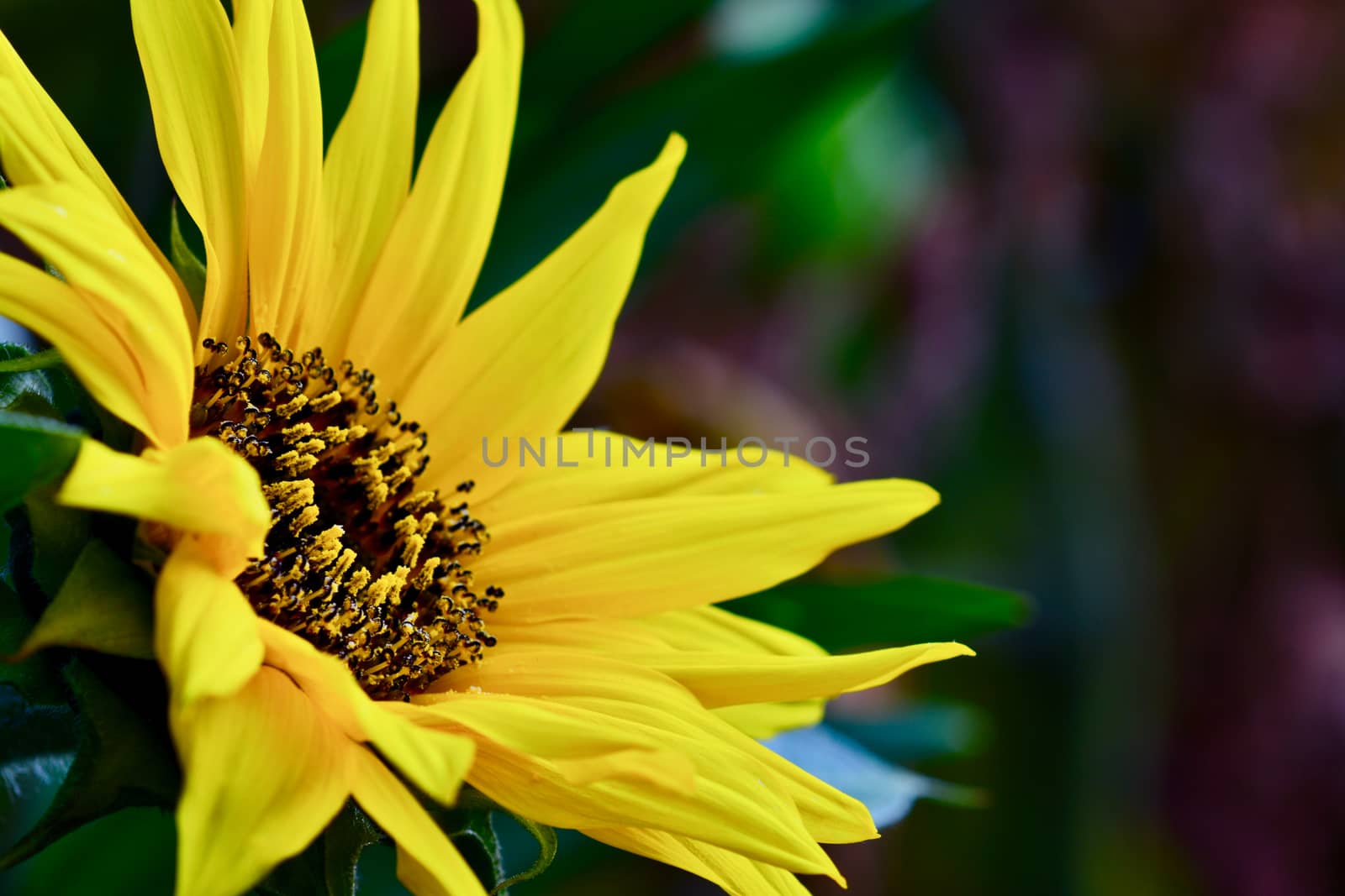 Close-up photo of a sunflower (Helianthus, Asteraceae family), bright yellow and cheerful. by Marshalkina