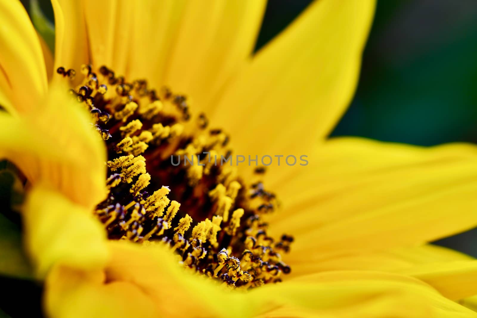 Close-up photo of a sunflower (Helianthus, Asteraceae family), bright yellow and cheerful. by Marshalkina