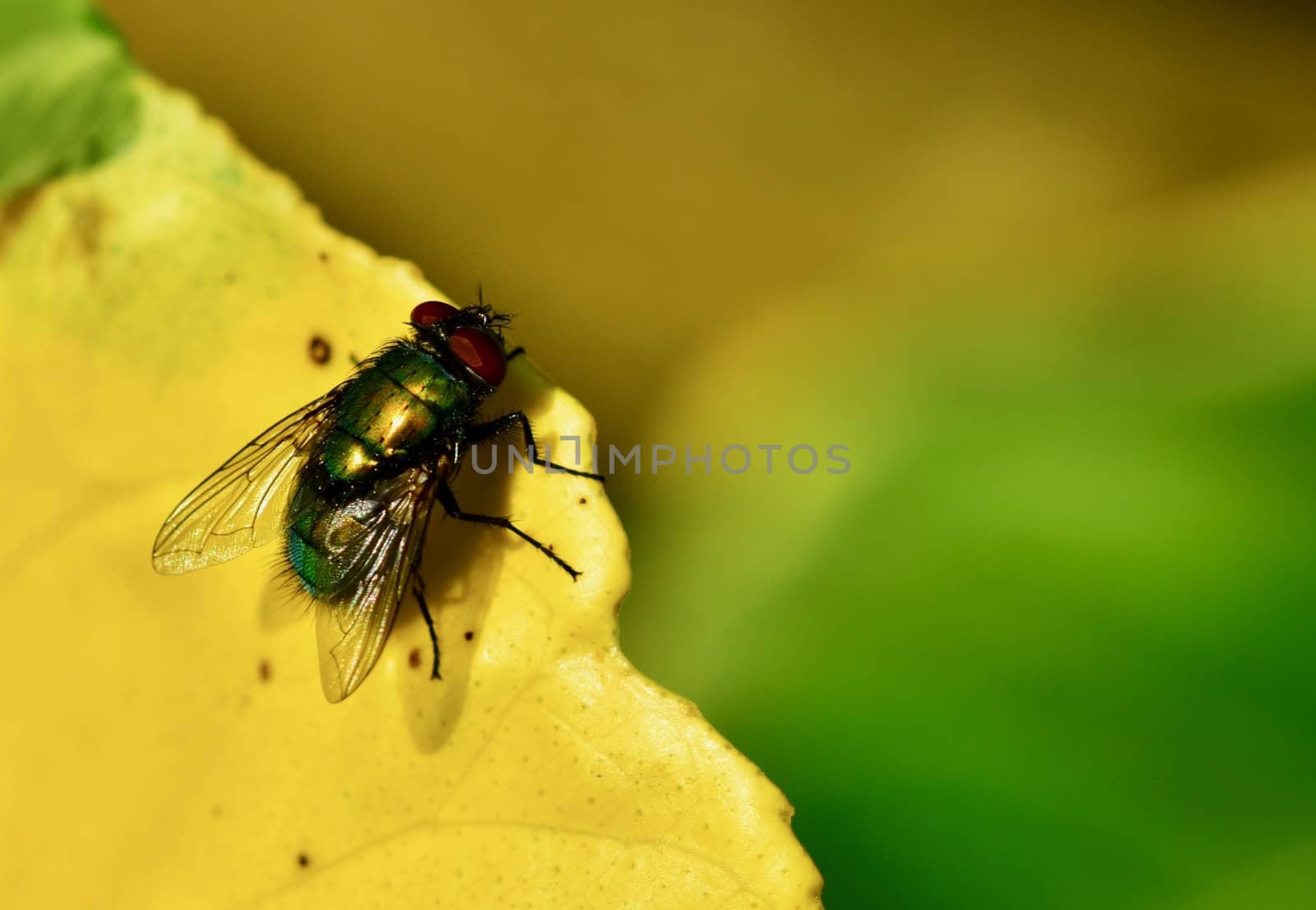 Macro of a common green bottle fly (Lucilia sericata), which is a blowfly found in most areas of the world. by Marshalkina