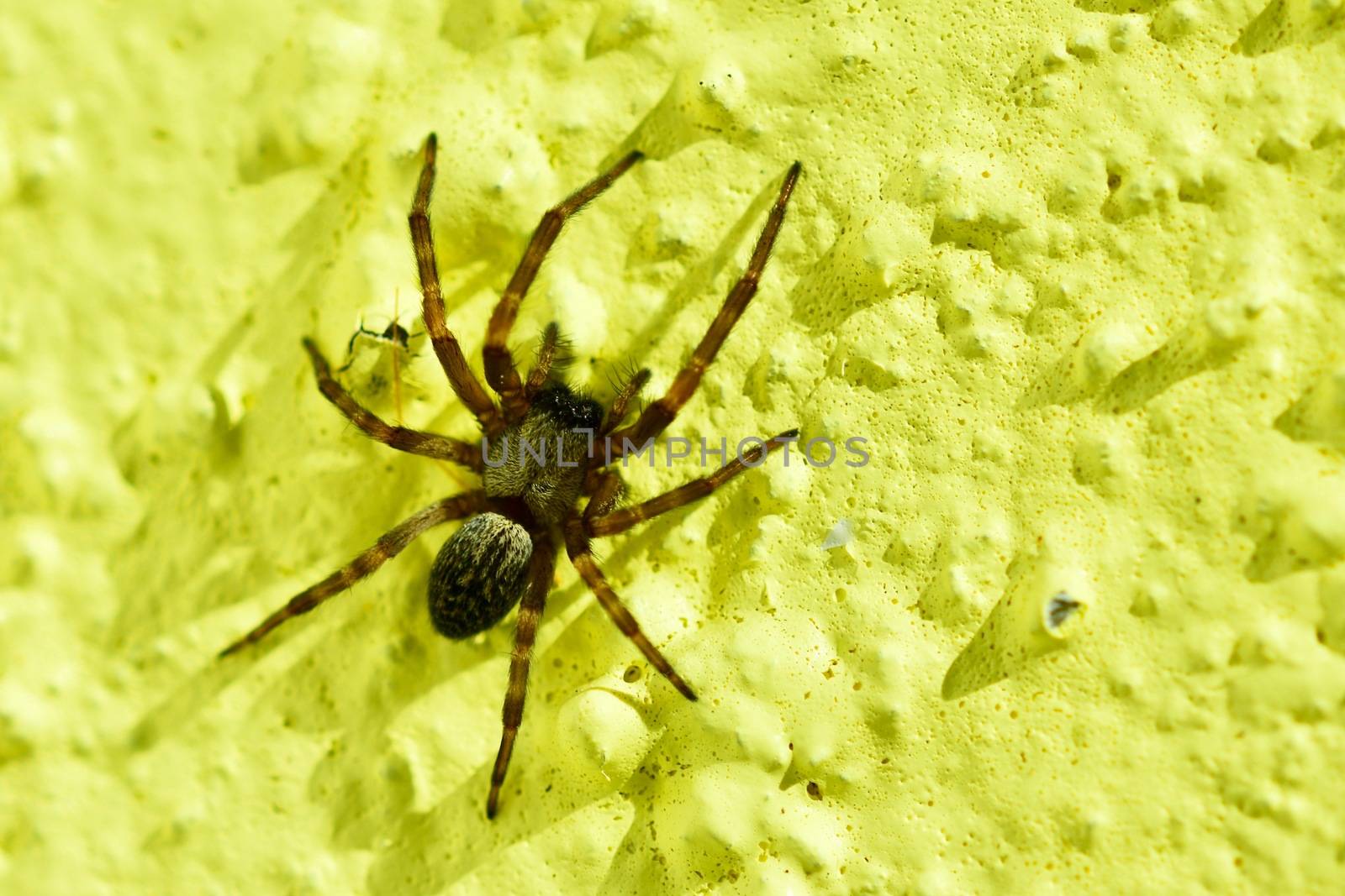 Macro of a Common house spider (Parasteatoda tepidariorum). The name house spider is a generic term for different spiders commonly found around human dwellings by Marshalkina
