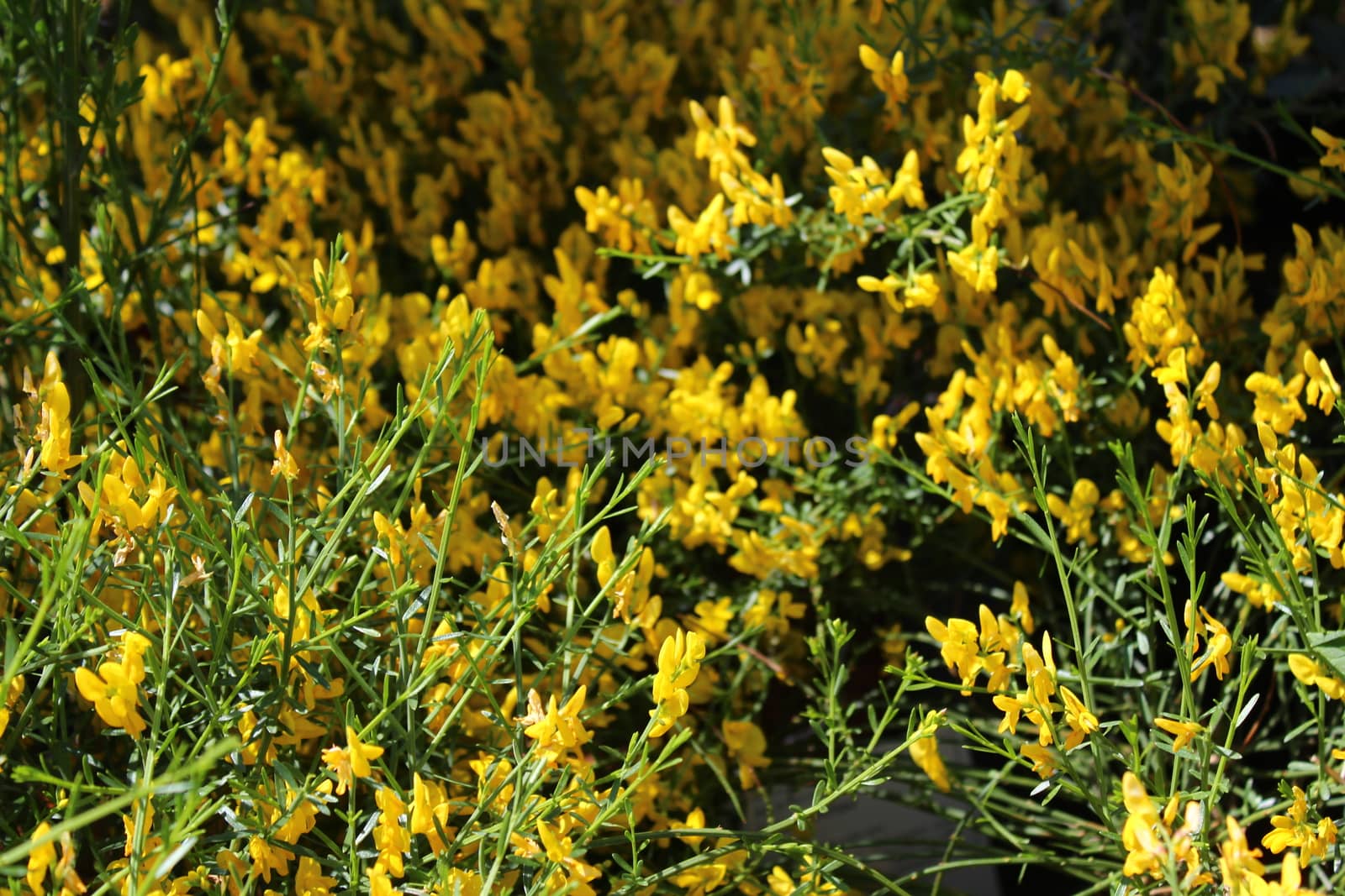 beautiful blossoming broom in the garden by martina_unbehauen