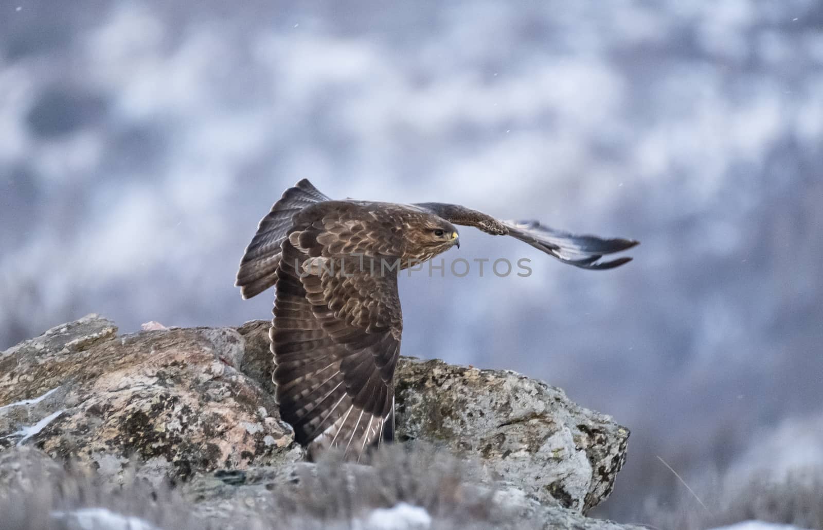 Common buzzard (Buteo buteo)