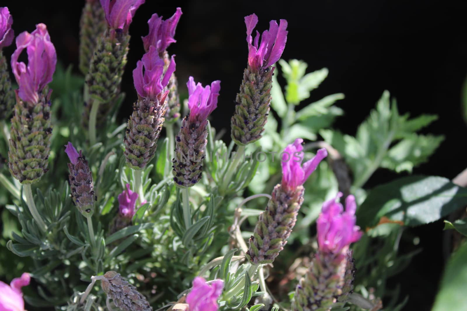 spanish lavender in the garden by martina_unbehauen