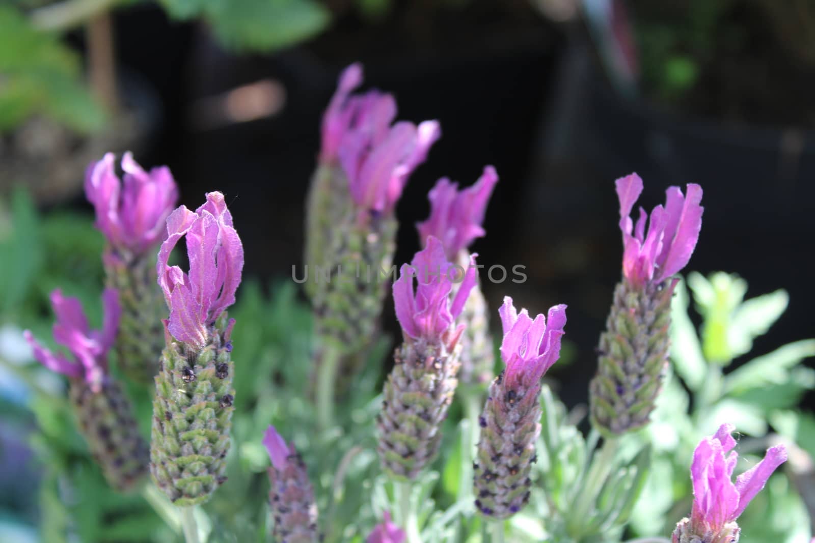 The picture shows spanish lavender in the garden