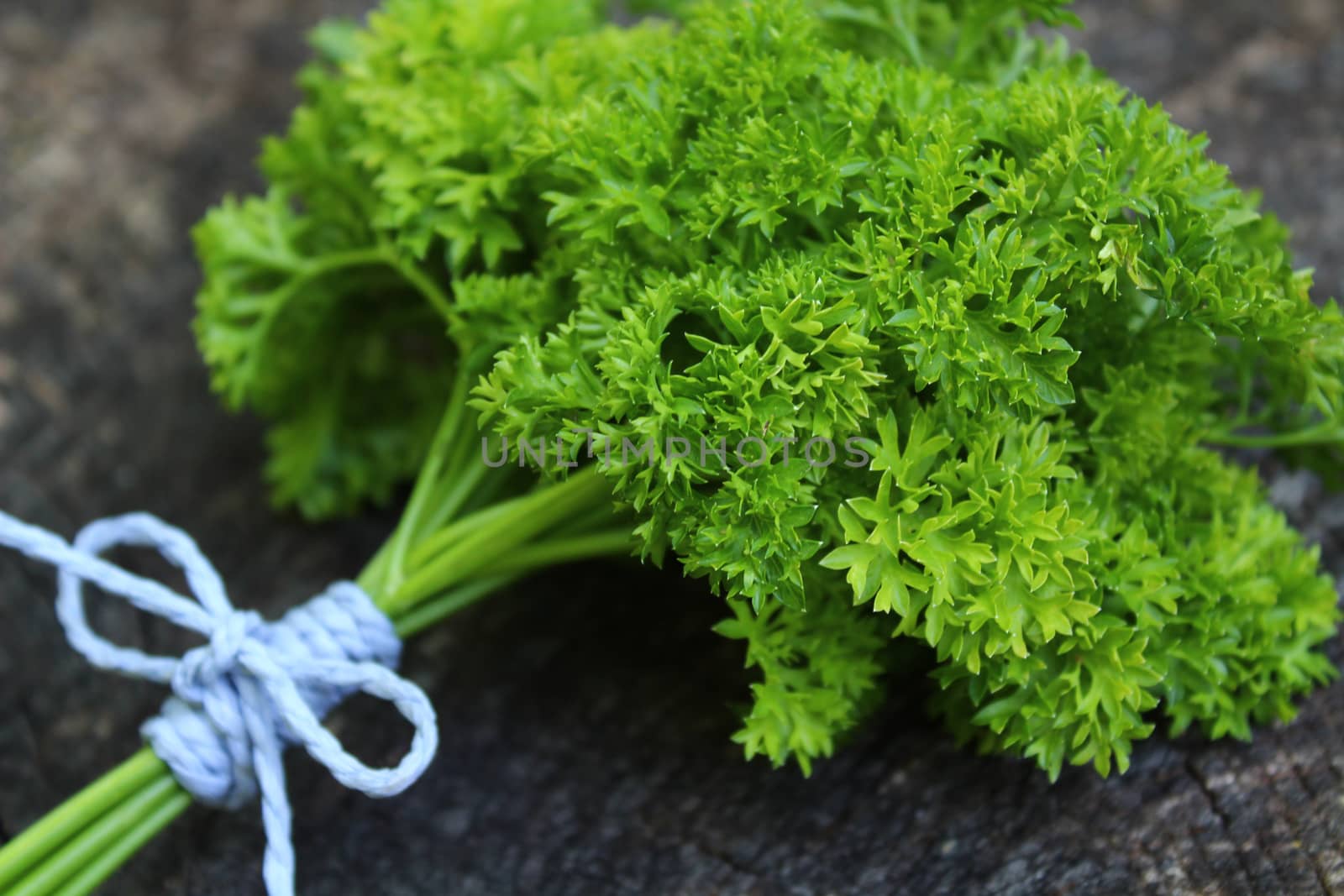 The picture shows bunch of parsley on an old weathered tree trunk