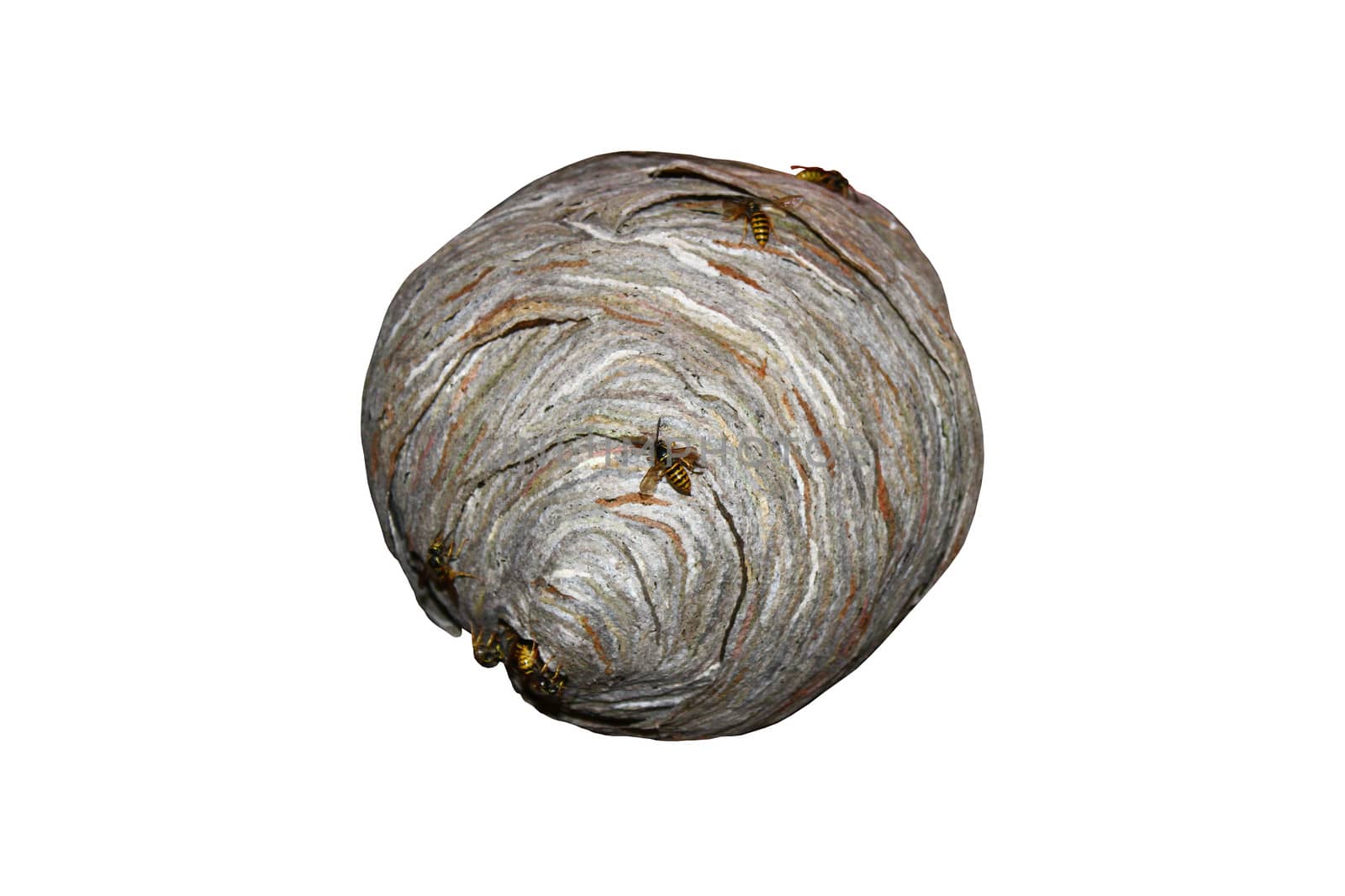 The picture shows an isolated wasps nest