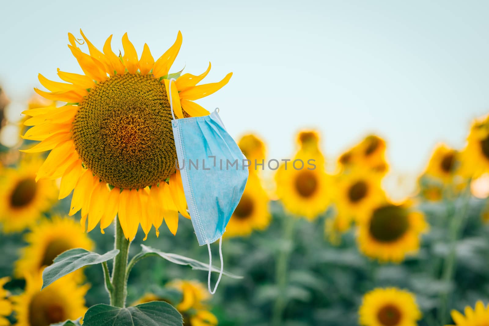 medical mask on a sunflower in the field. by Fotoeventis