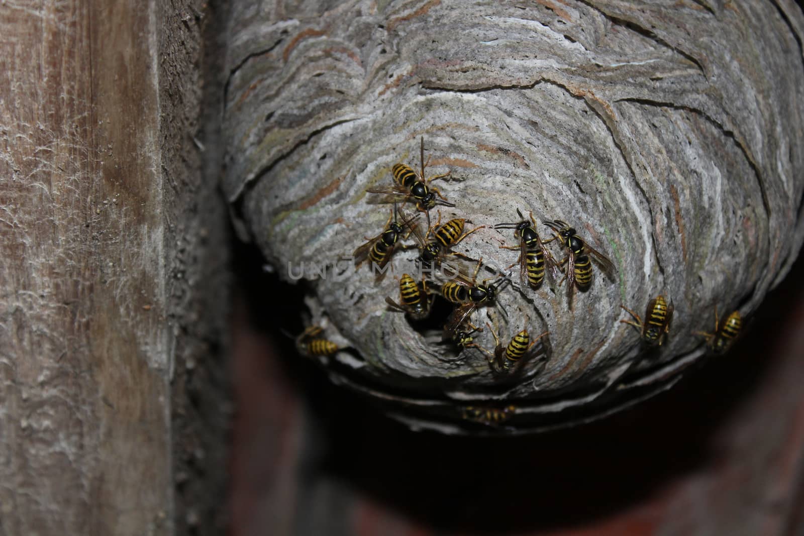 The picture shows many wasps nest and wasps