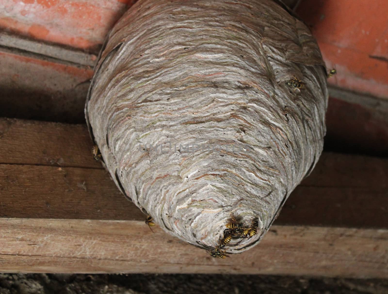 wasps nest and wasps on the ceiling by martina_unbehauen
