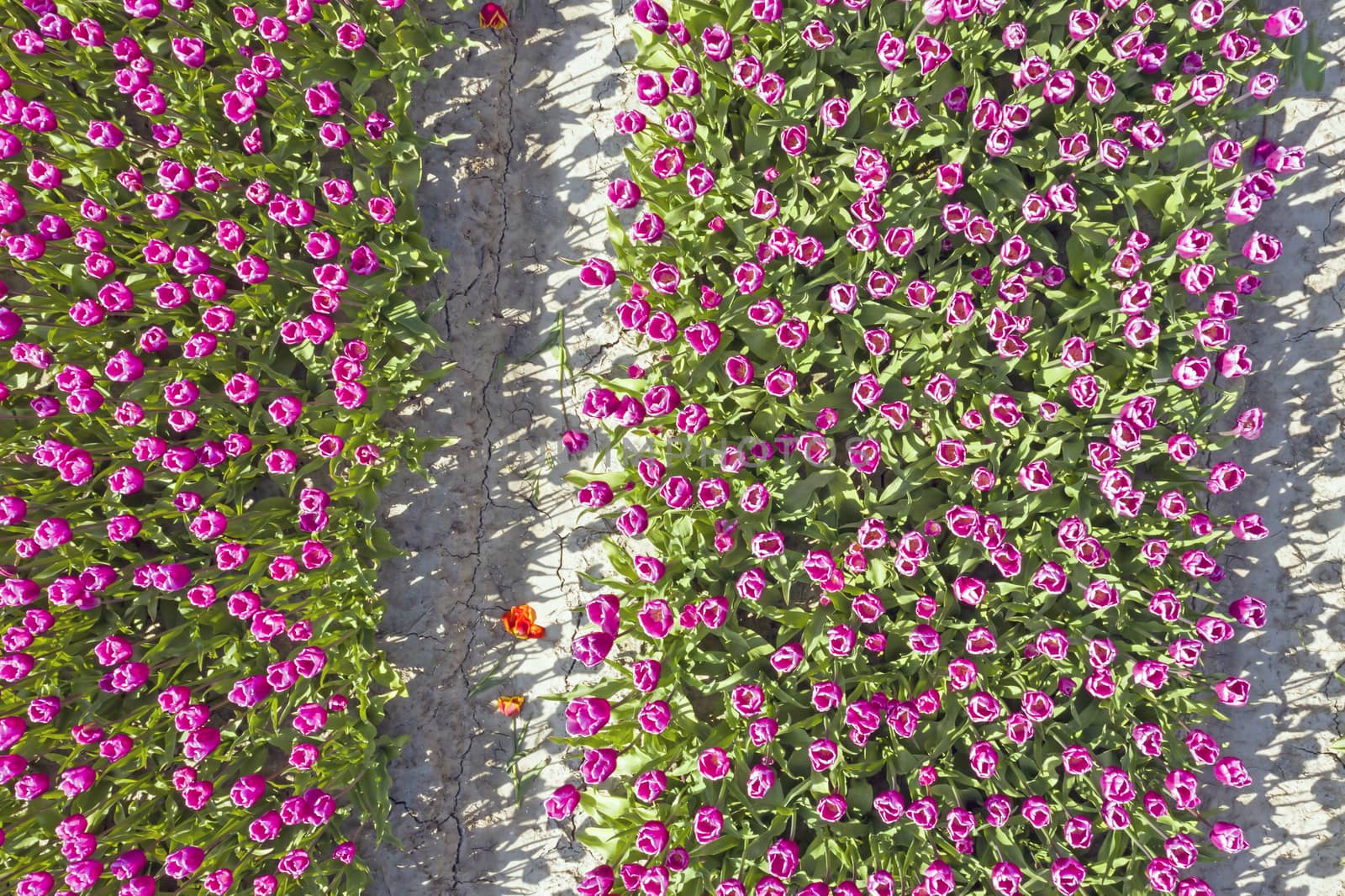 Aerial top shot from blossoming tulip flowers in the fields in the Netherlands