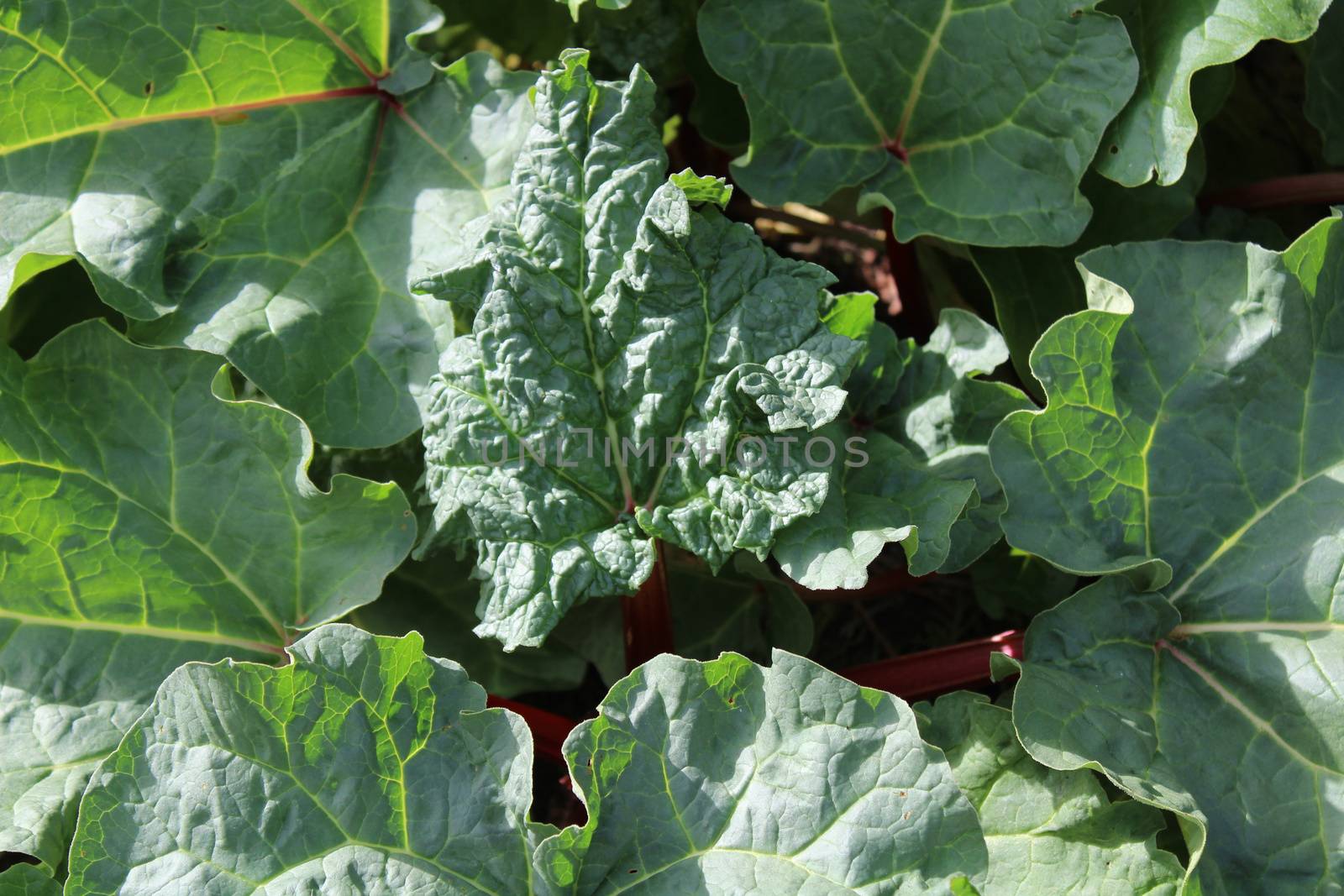 rhubarb in the ground in the garden by martina_unbehauen