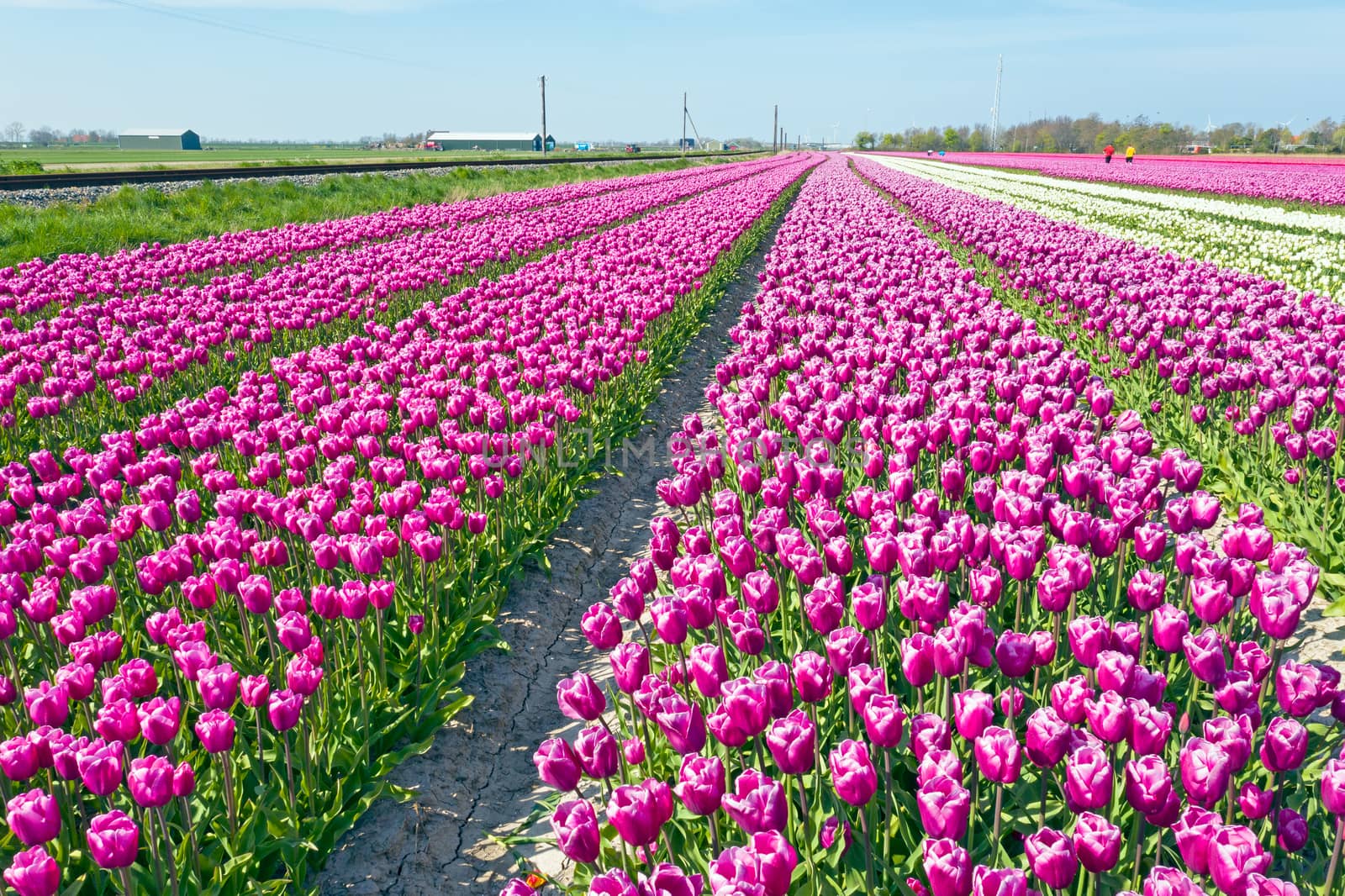 Aerial from tulip fields in the countryside from the Netherlands in spring