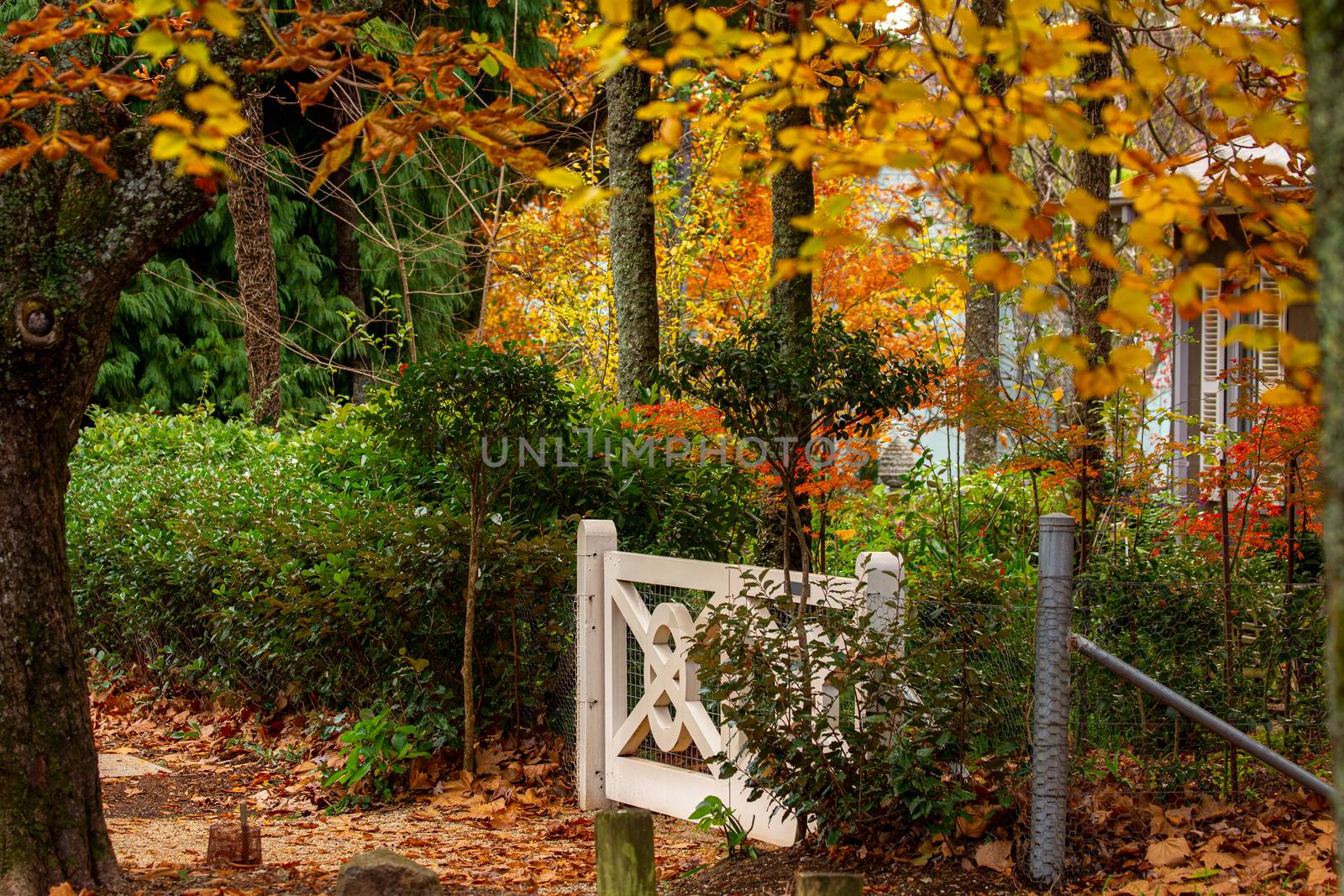 White timber gate and Autumn gardens of deciduous trees