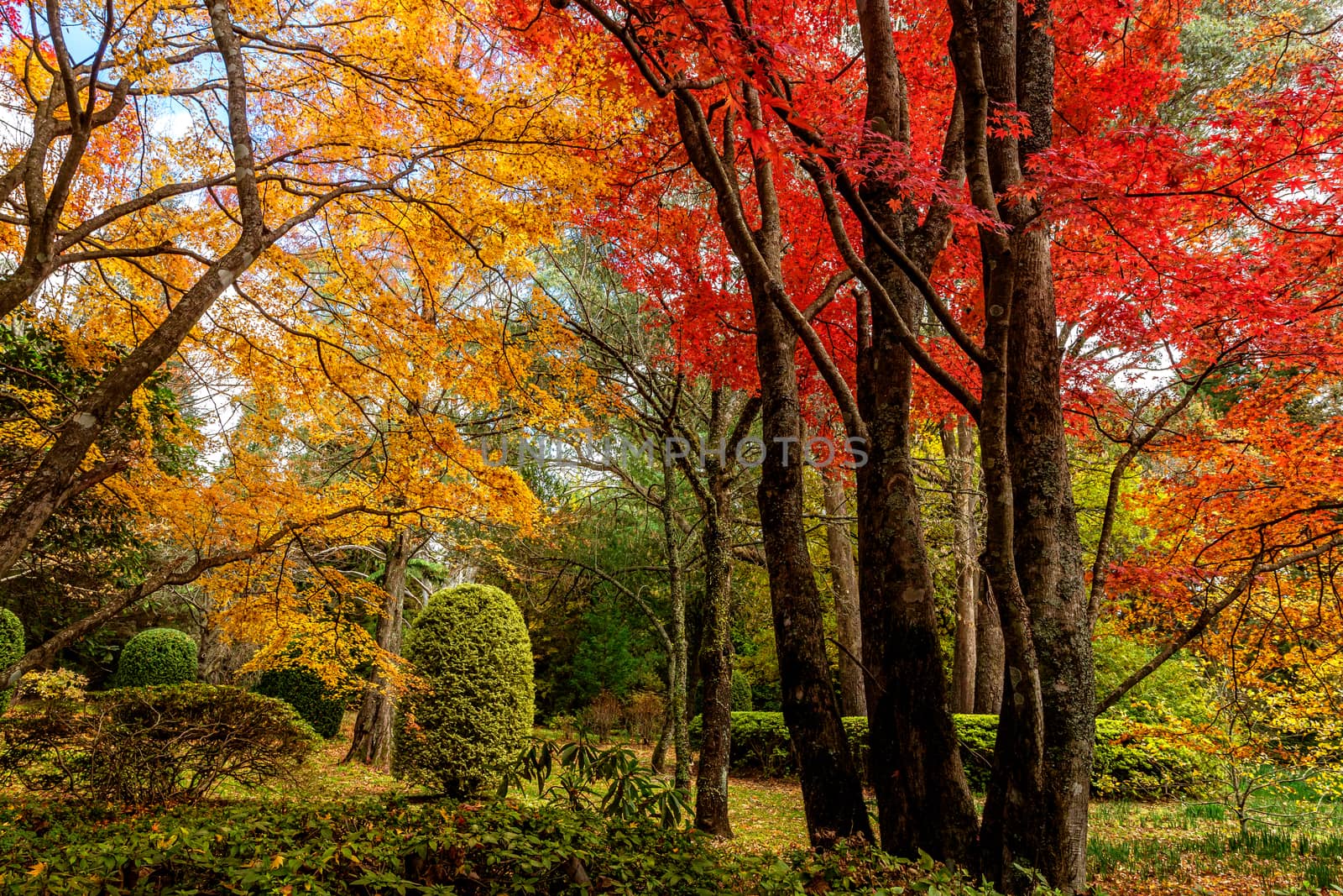 Lovely parkland garden with deciduous trees in Autumn colours by lovleah