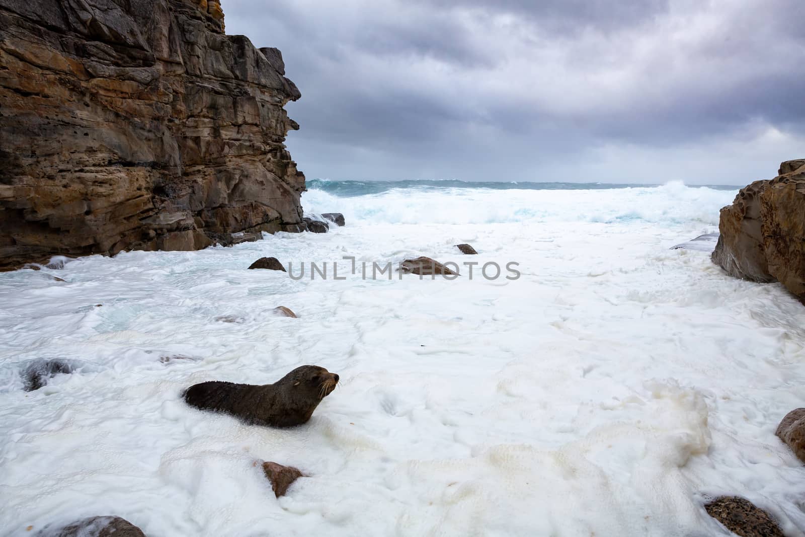 Fur seal comes ashore among wild seas and big swells olong the cliffs of the Sydney coast.