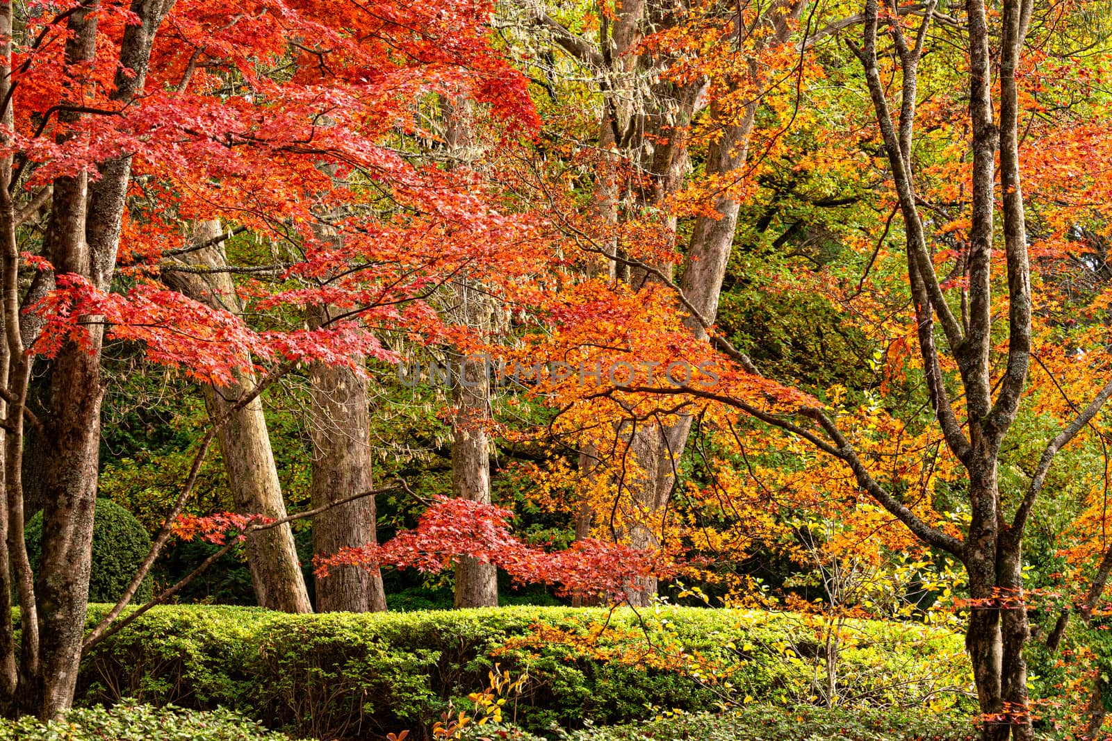 Beautiful trees in various colours in Autumn by lovleah