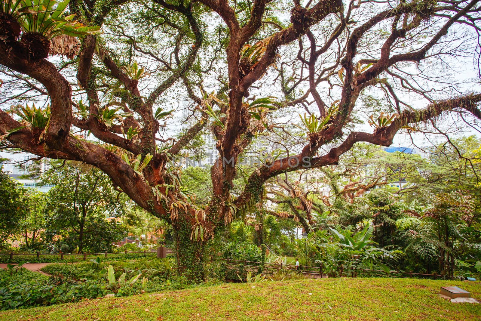 The surrounds of Fort Canning Park in Singapore City on a warm humid morning.