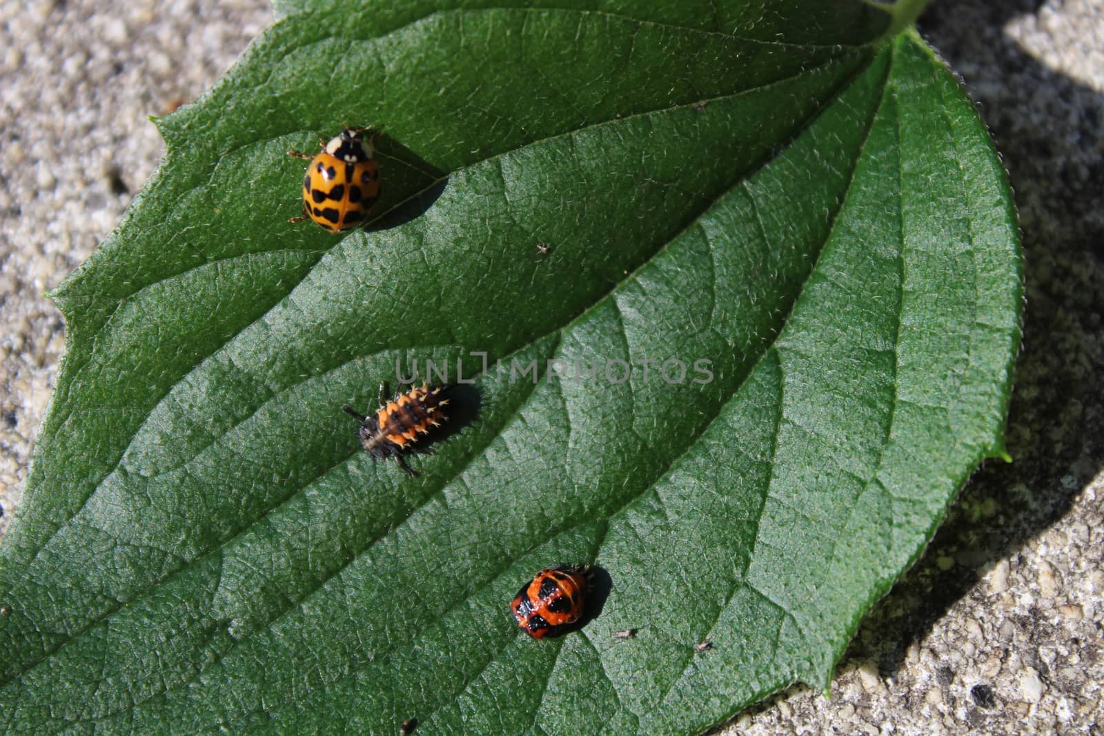 The picture shows a ladybird in tree stages of development on a leaf