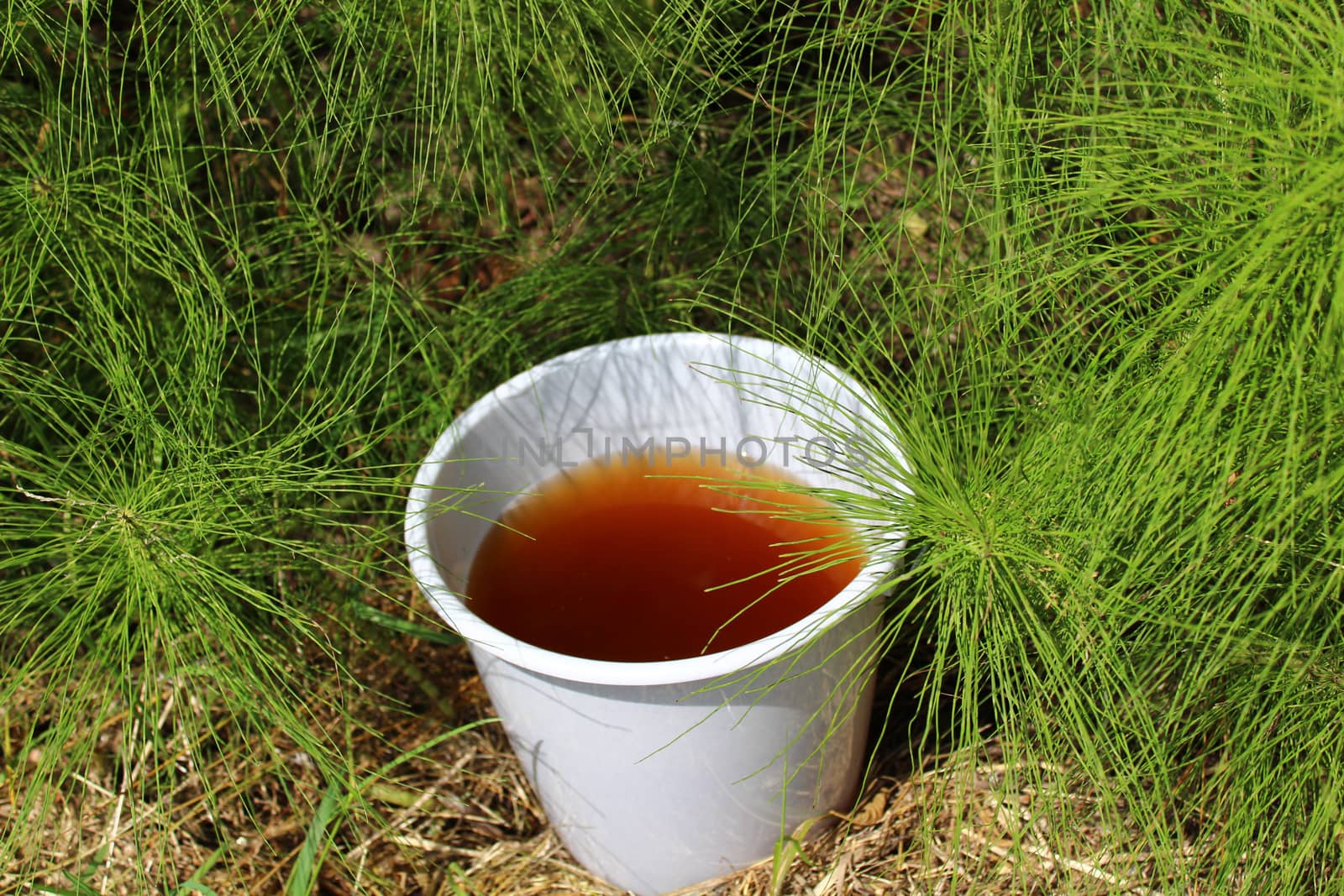 liquid manure from horsetail in a horsetail field by martina_unbehauen