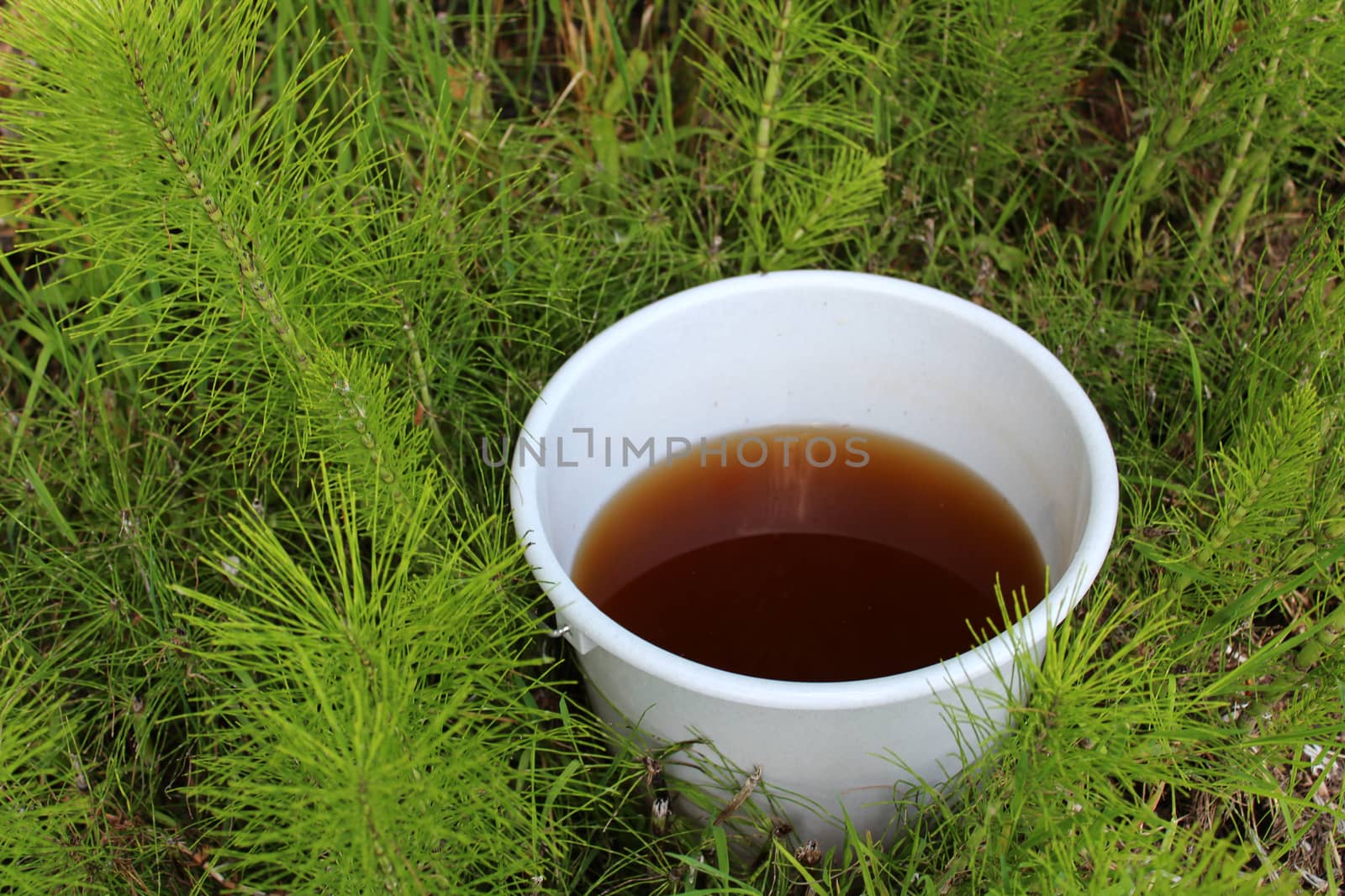 The picture shows liquid manure from horsetail in a horsetail field