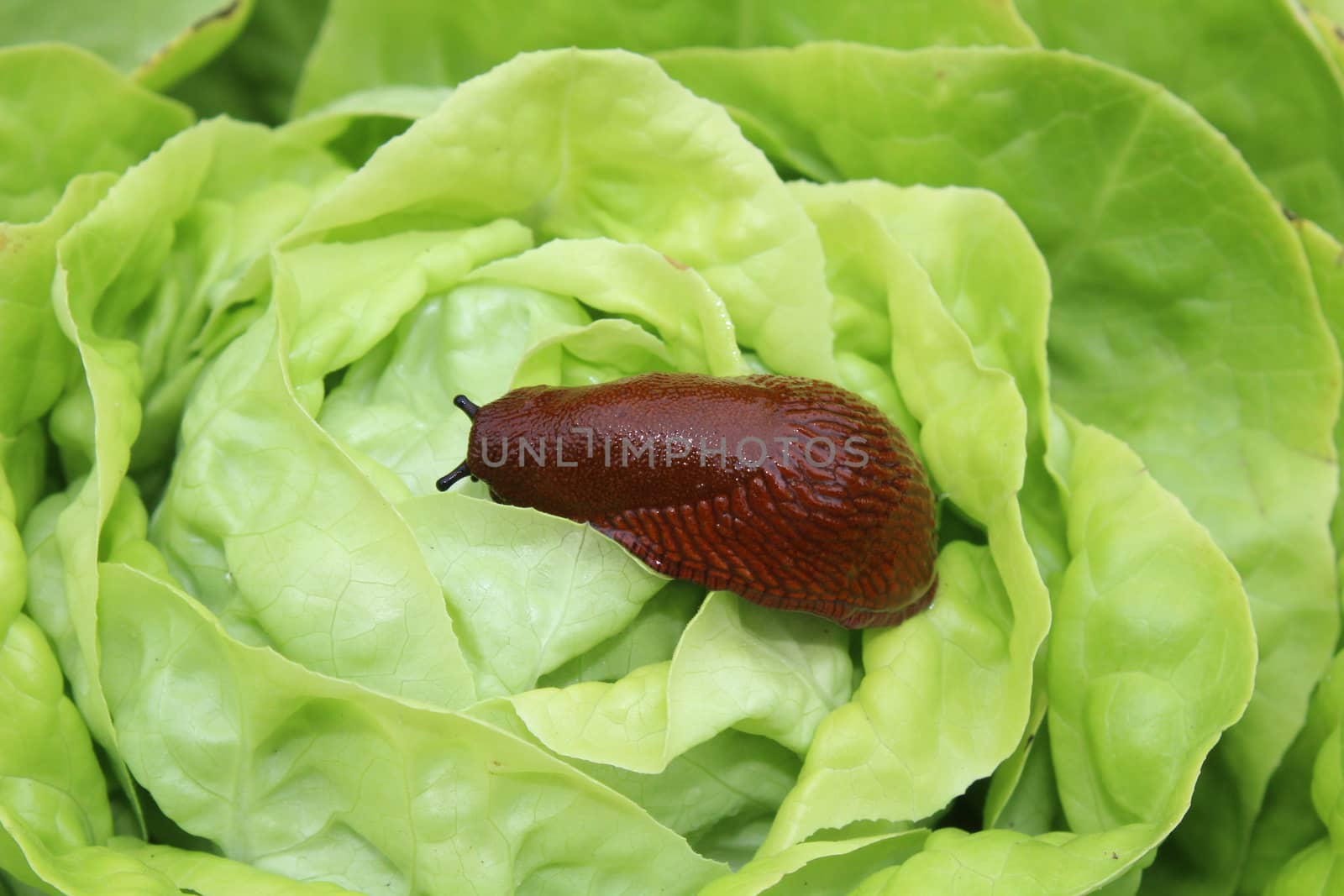 The picture shows a red snail on a salad leaf