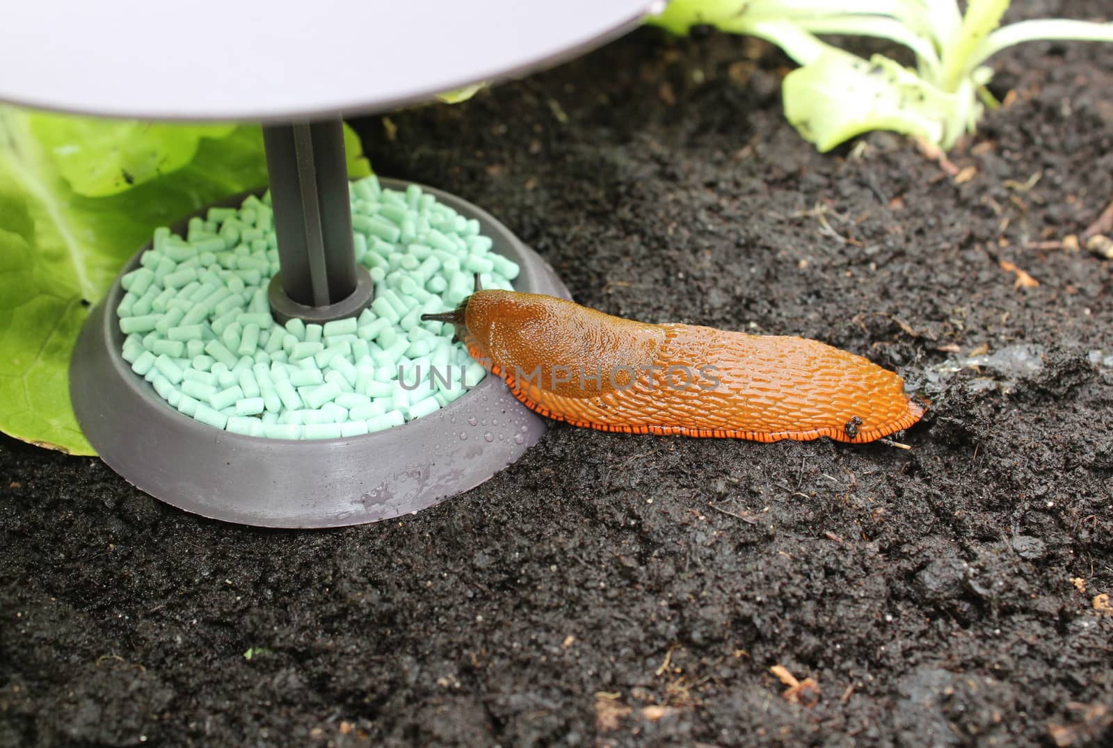 The picture shows a snail on a snail trap