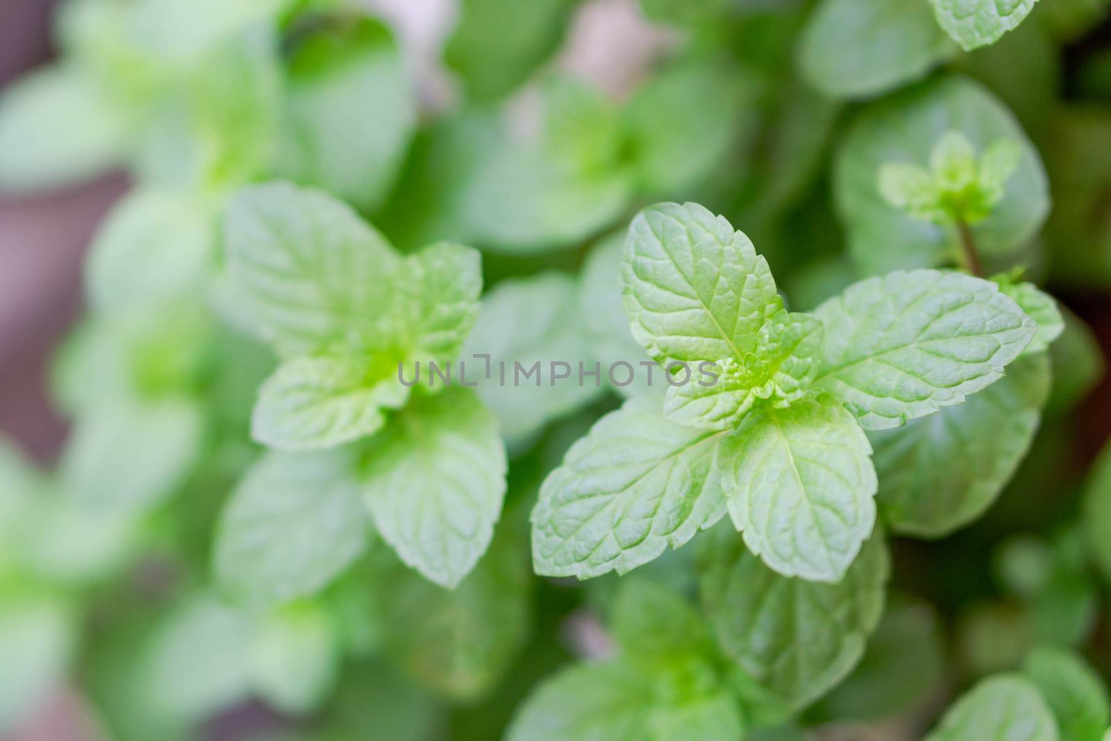 Closeup fresh pepper mint in pot, herb and health care concept,  by pt.pongsak@gmail.com