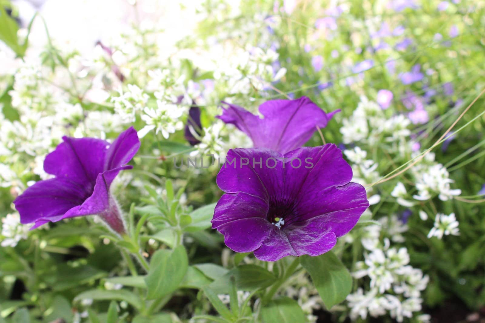 blue petunia in the garden by martina_unbehauen