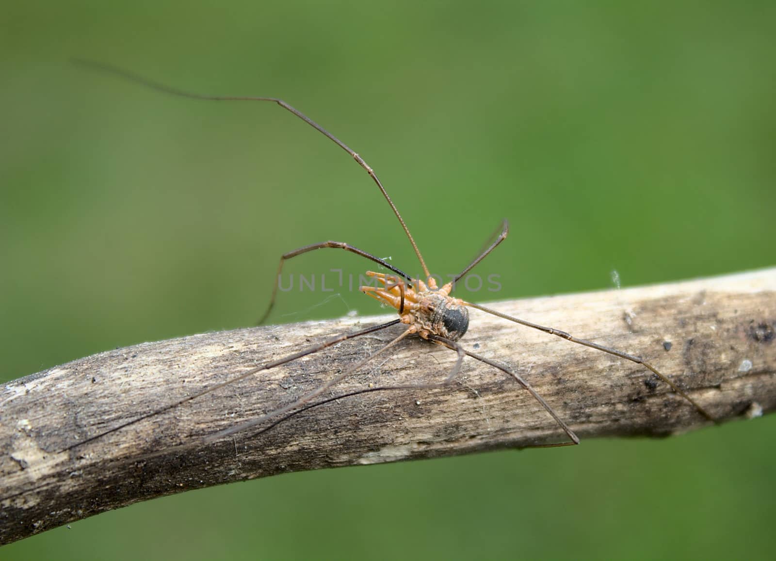 The picture shows a harvestman on a tree trunk