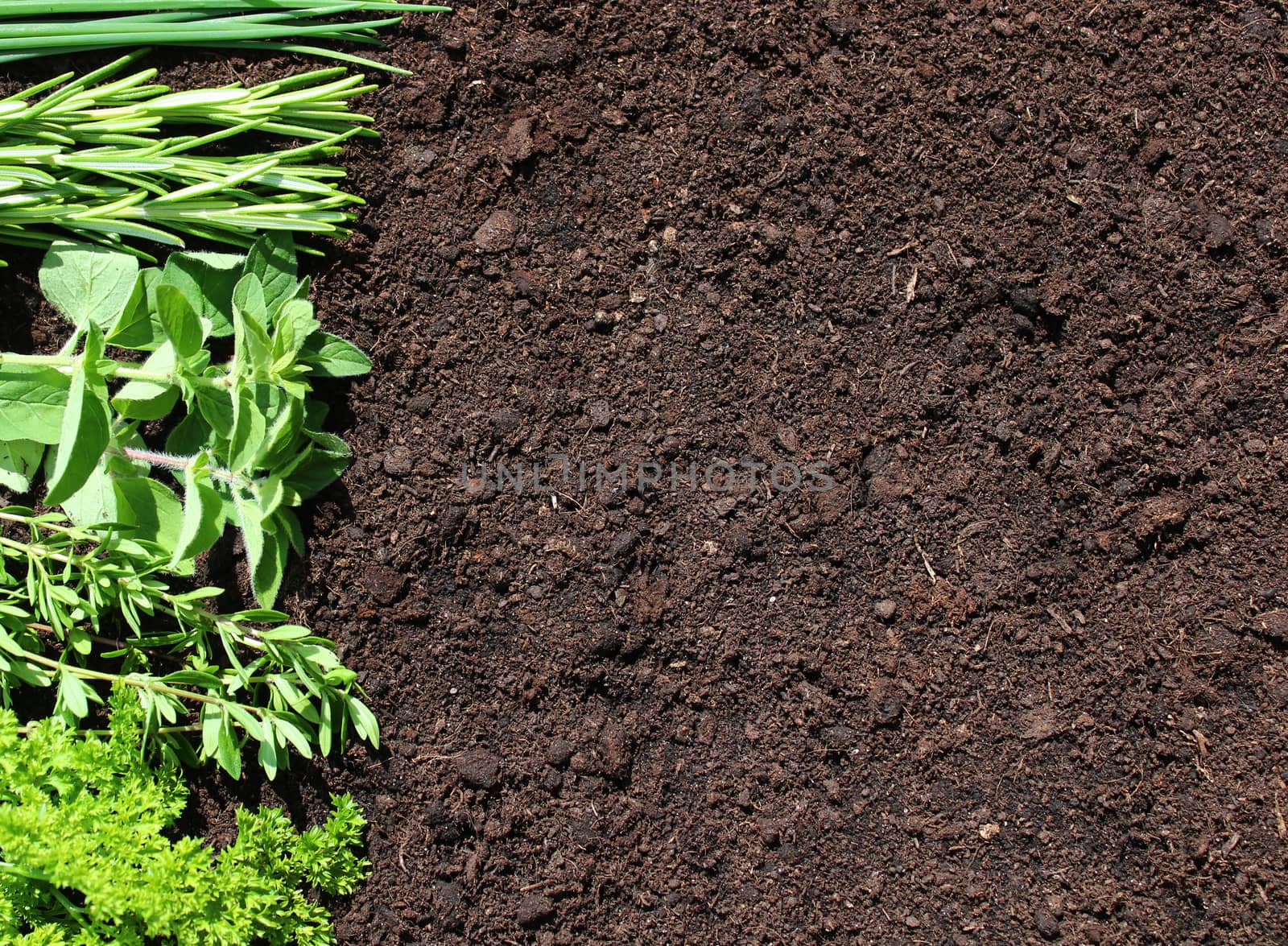 a background with different herbs by martina_unbehauen