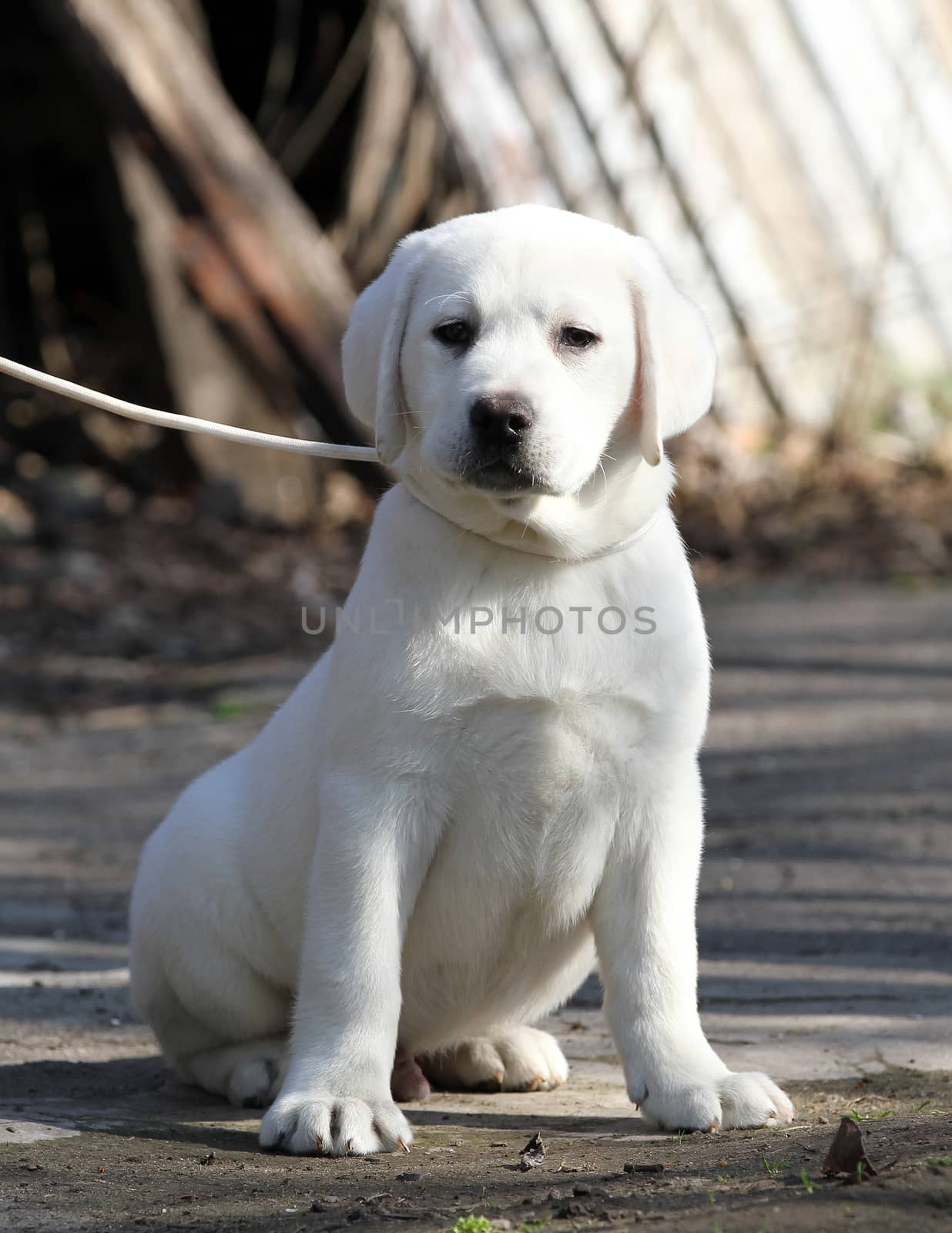 the yellow labrador playing in the park