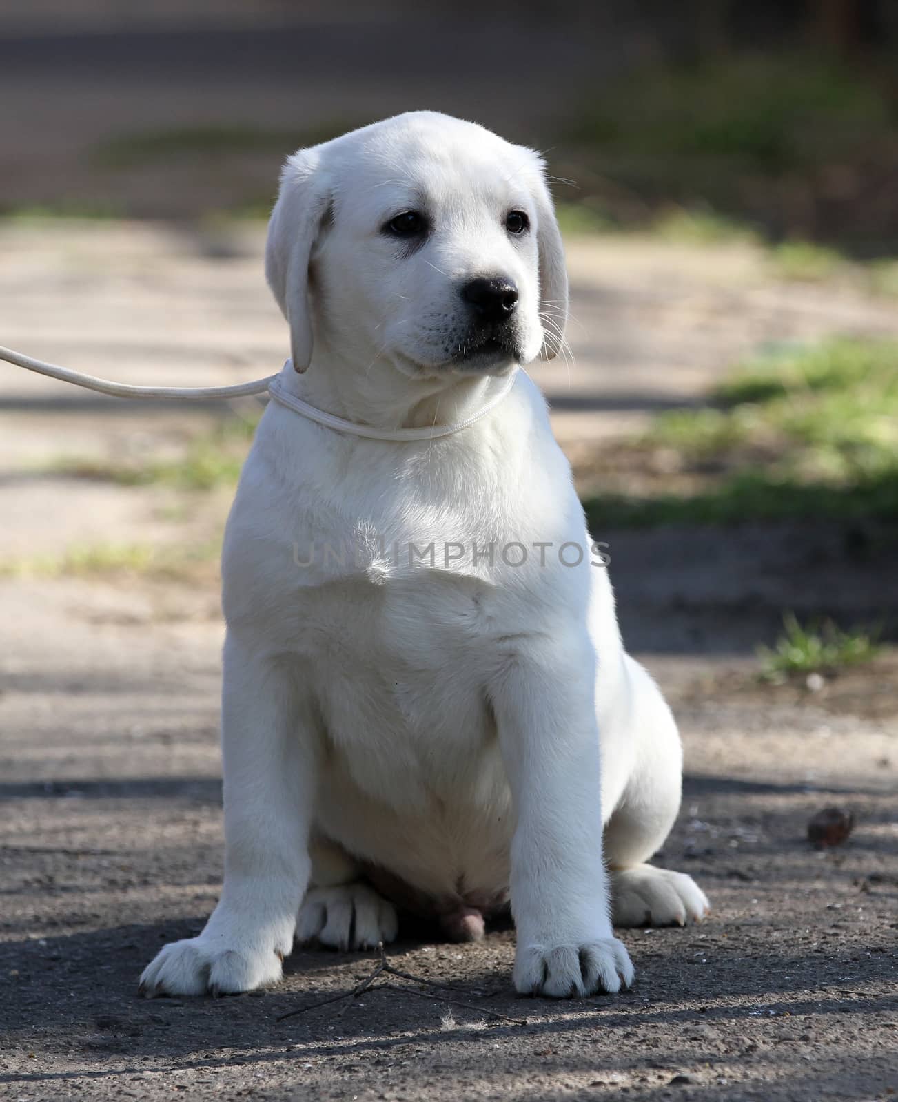 yellow labrador playing in the park