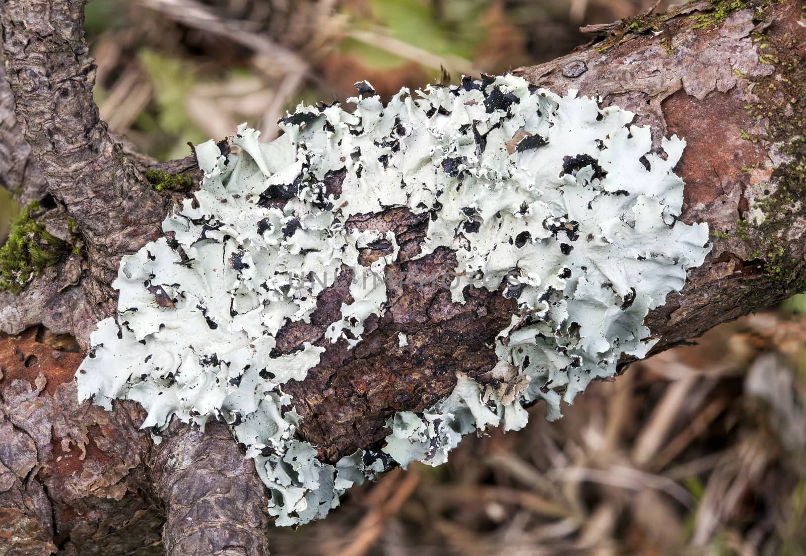 Lichen growing on a decaying tree trunkb in the autumn fall