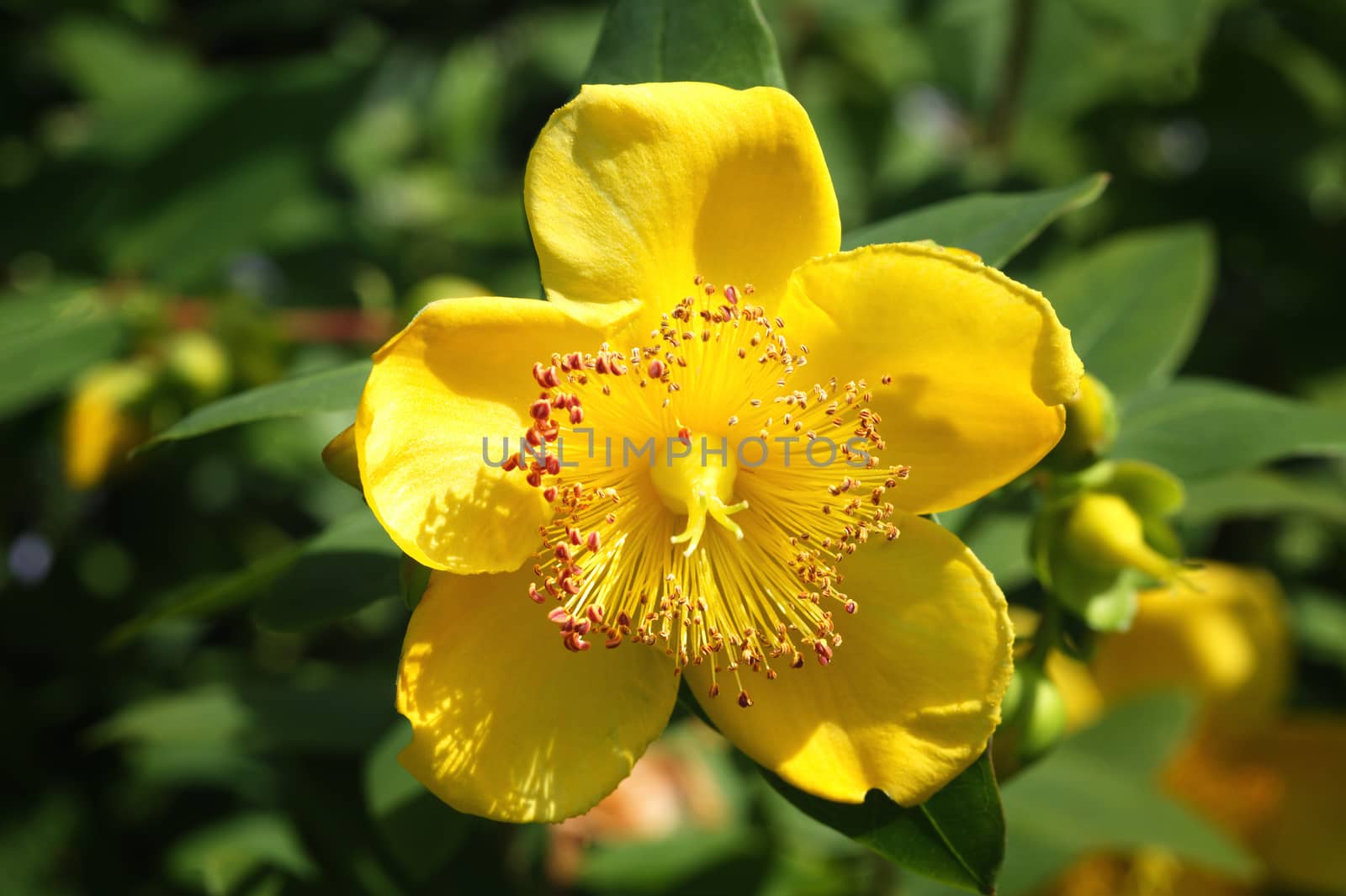 Hypericum x moserianum commonly known as  St John's Wort which is a yellow flower shrub used in herbal medicine to treat depression